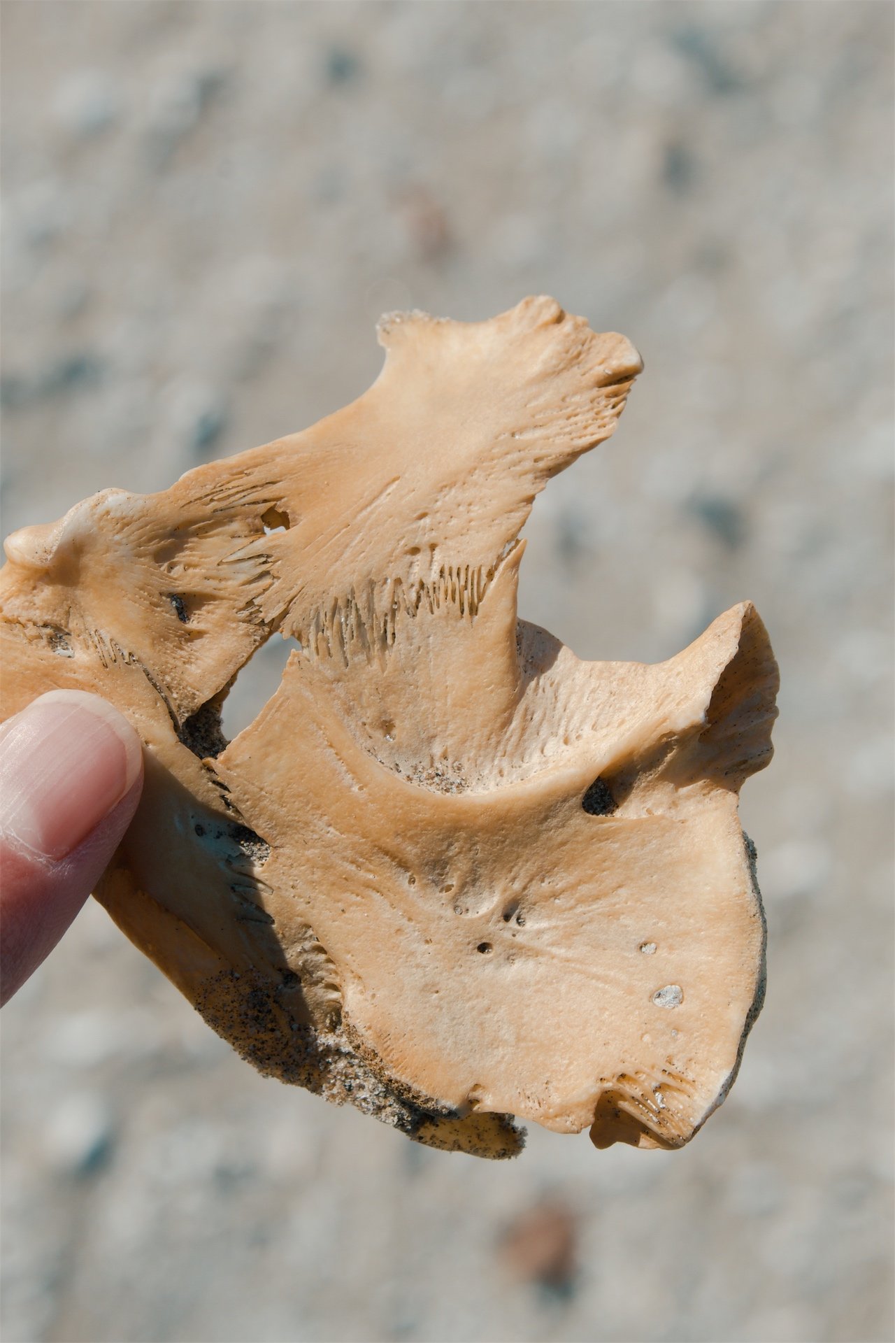 Lake Erie Vermilion OH, 2026