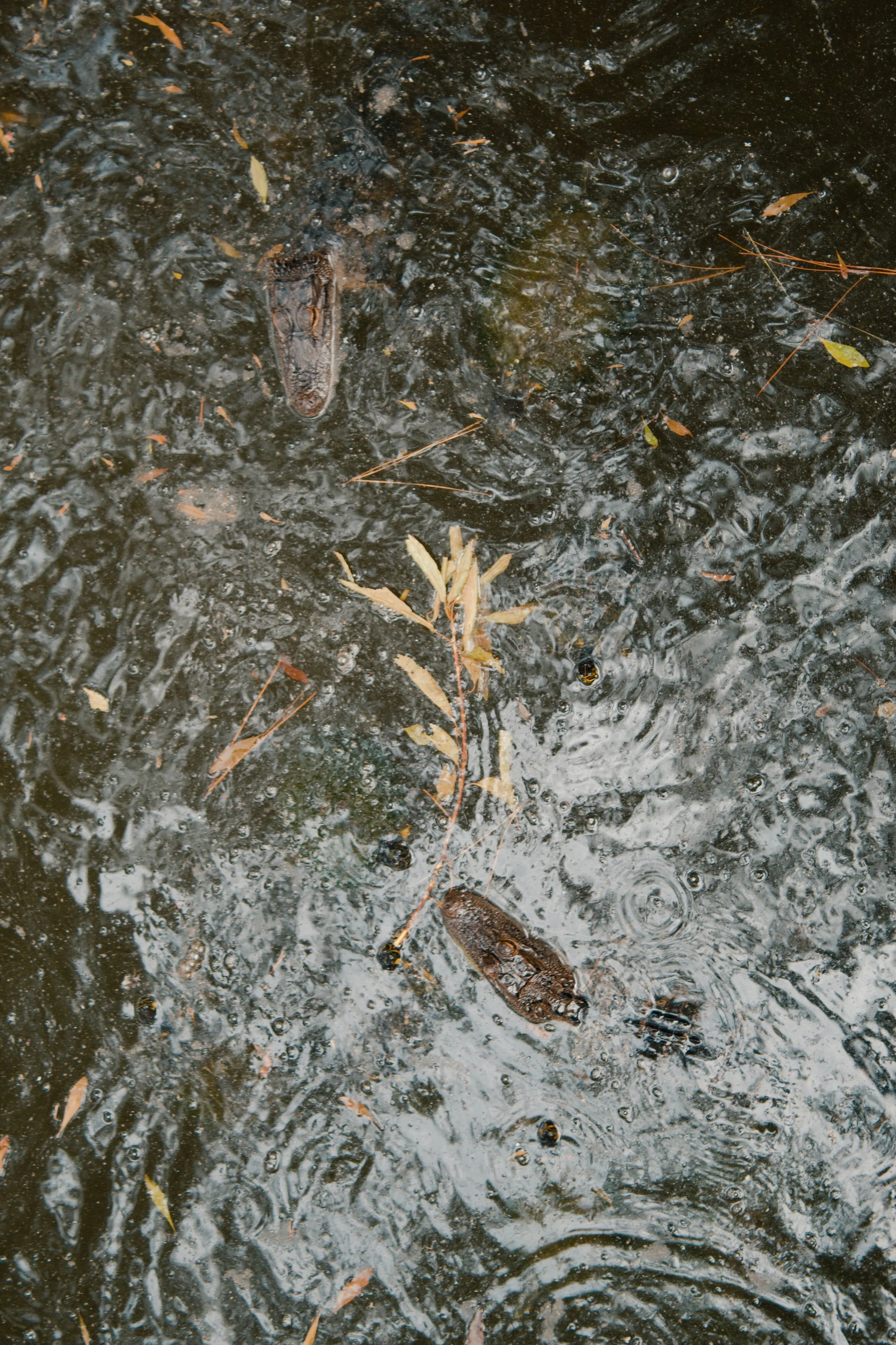 Hilton Head Island SC, 2024