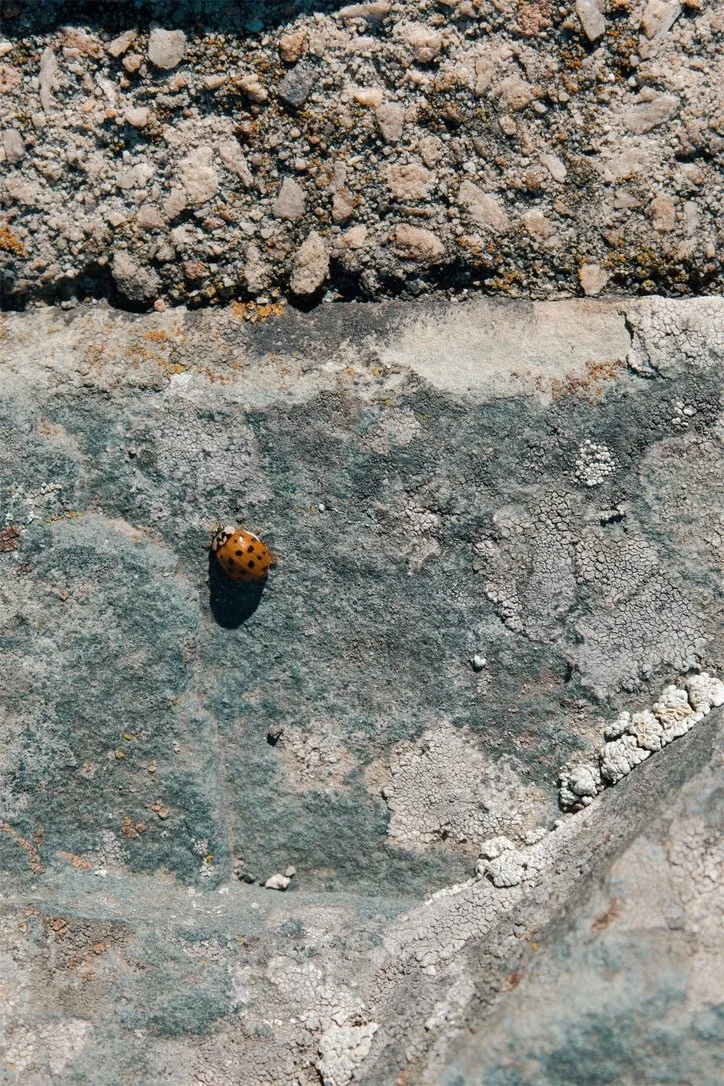 Shenandoah National Park VA, 2025