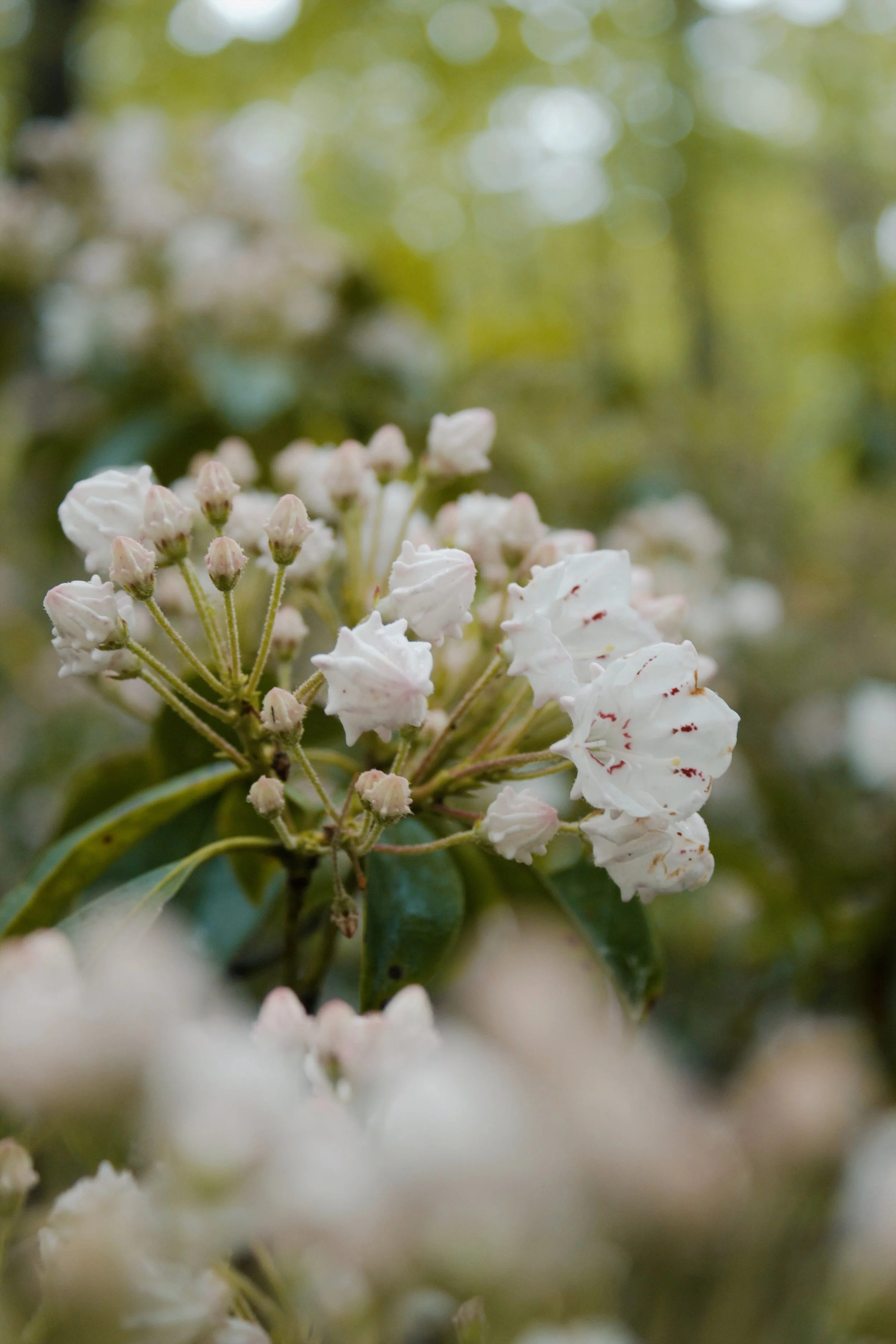 Shenandoah National Park VA, 2025