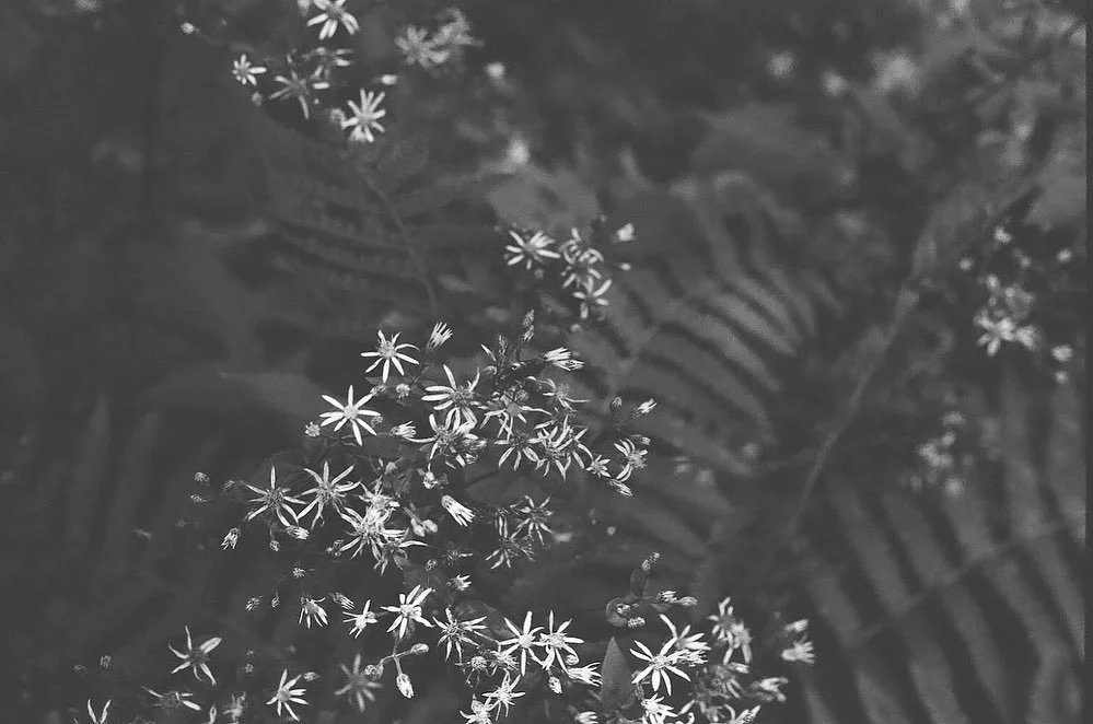 State Botanical Garden GA, 2022