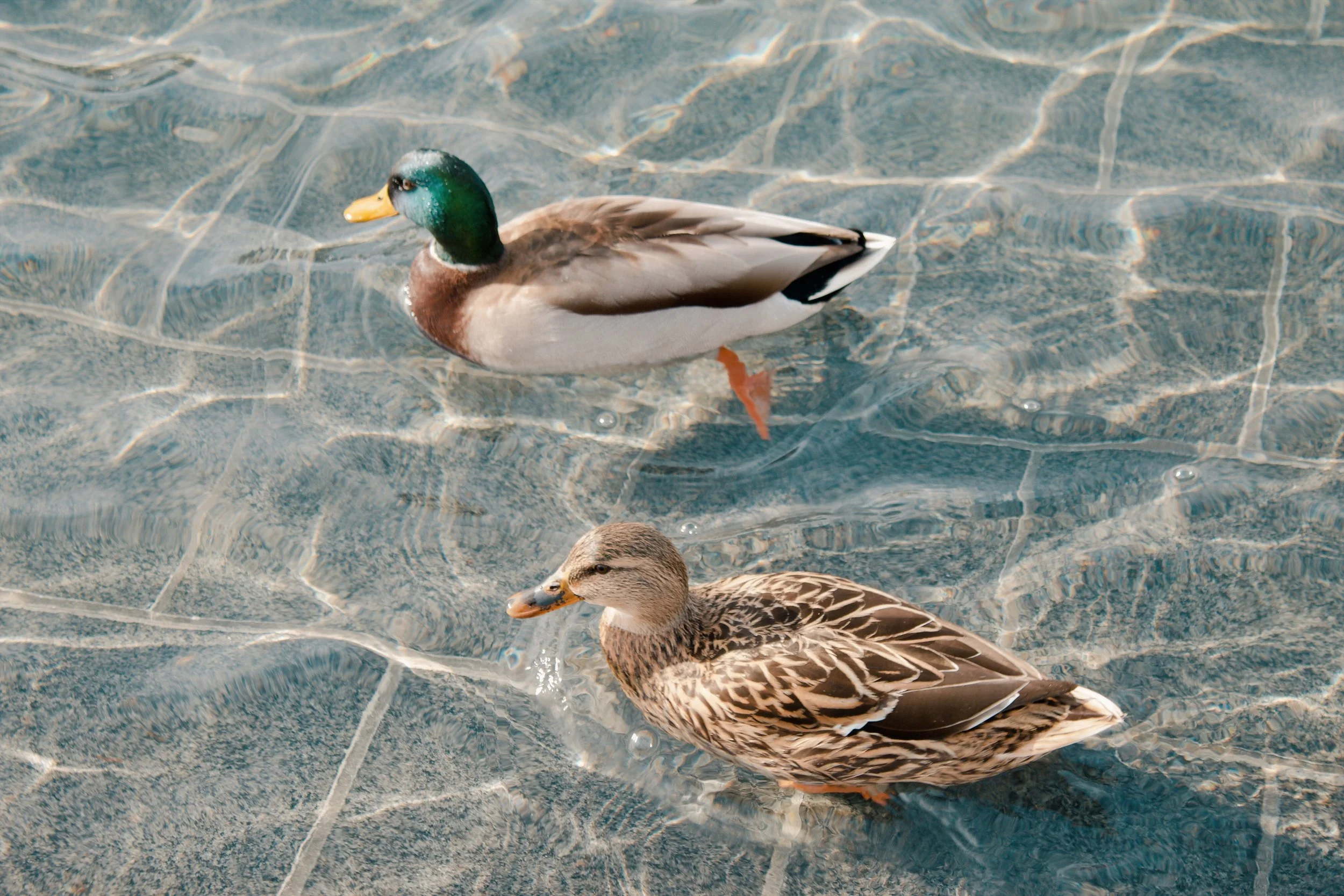 Washington D.C. MD, 2024