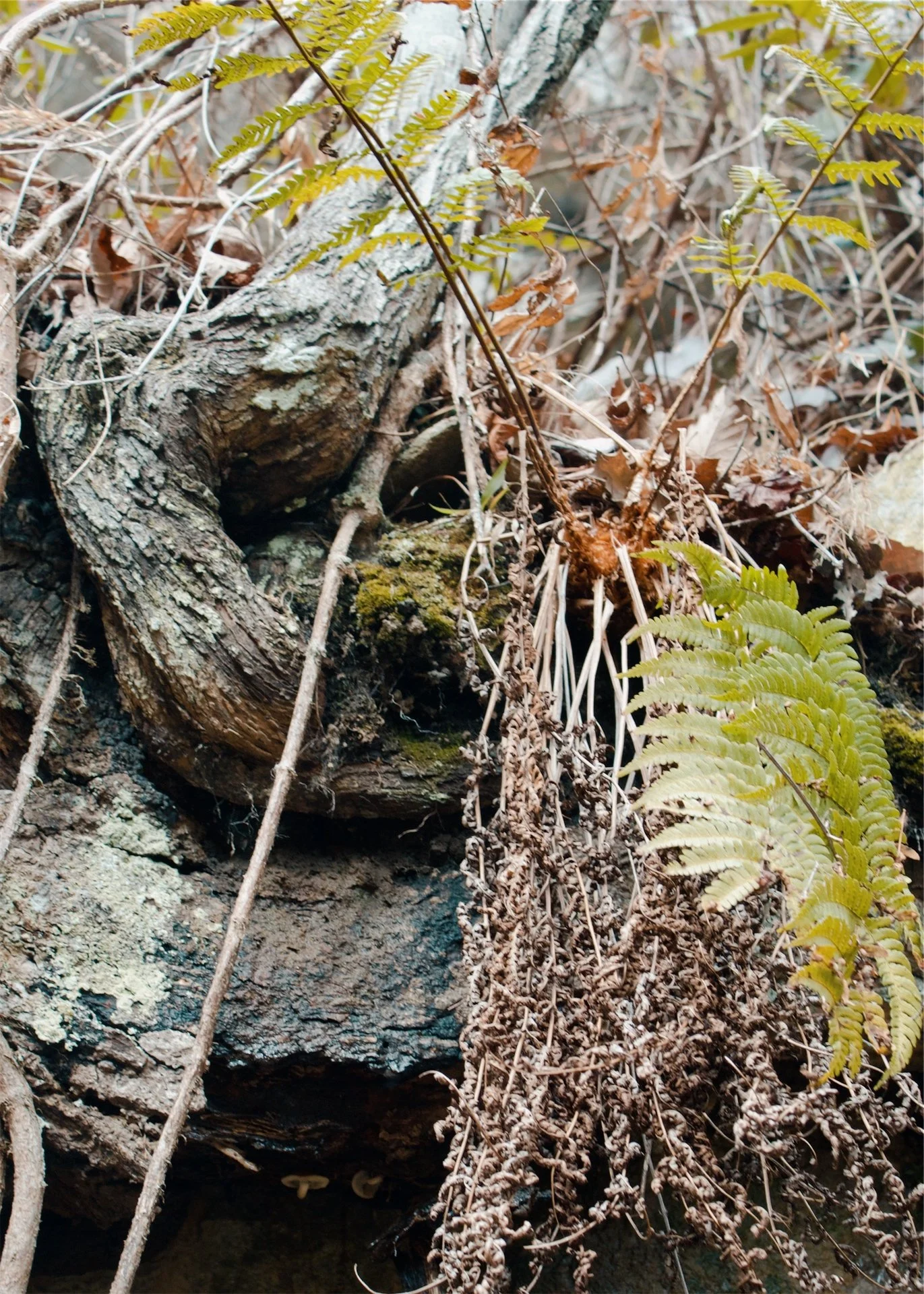 Tallulah Gorge State Park GA, 2026