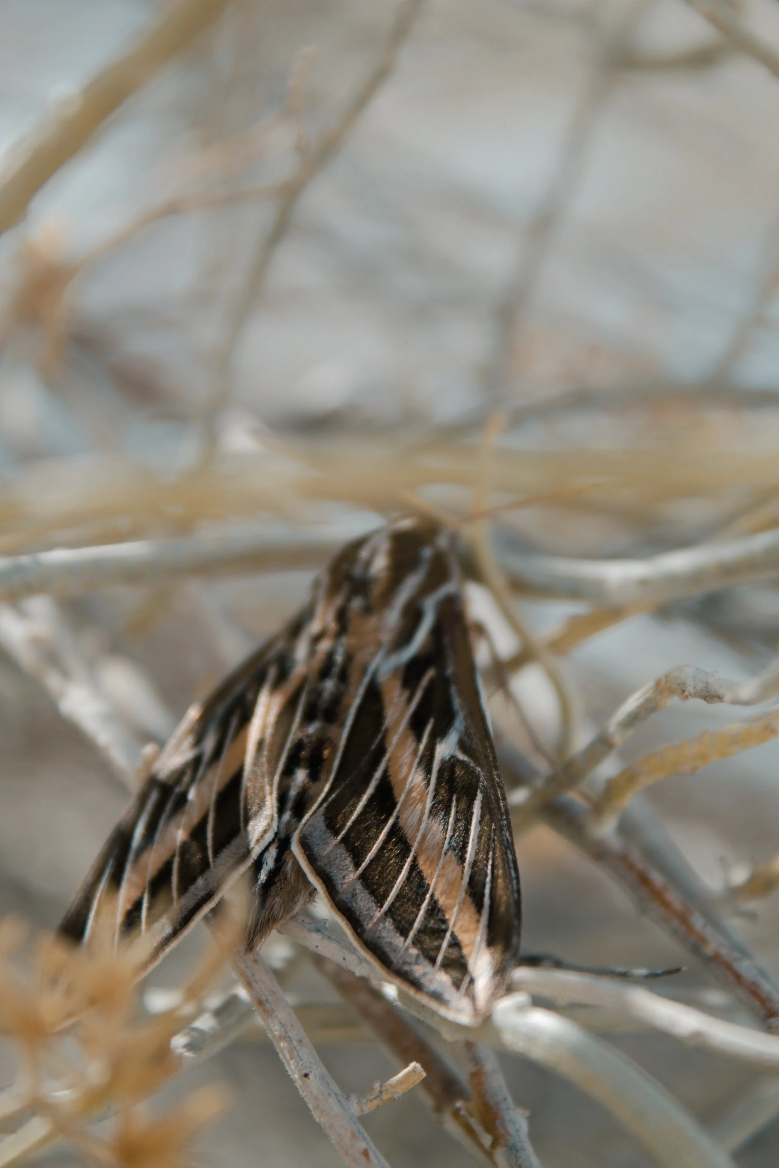 White Sands National Park NM, 2024