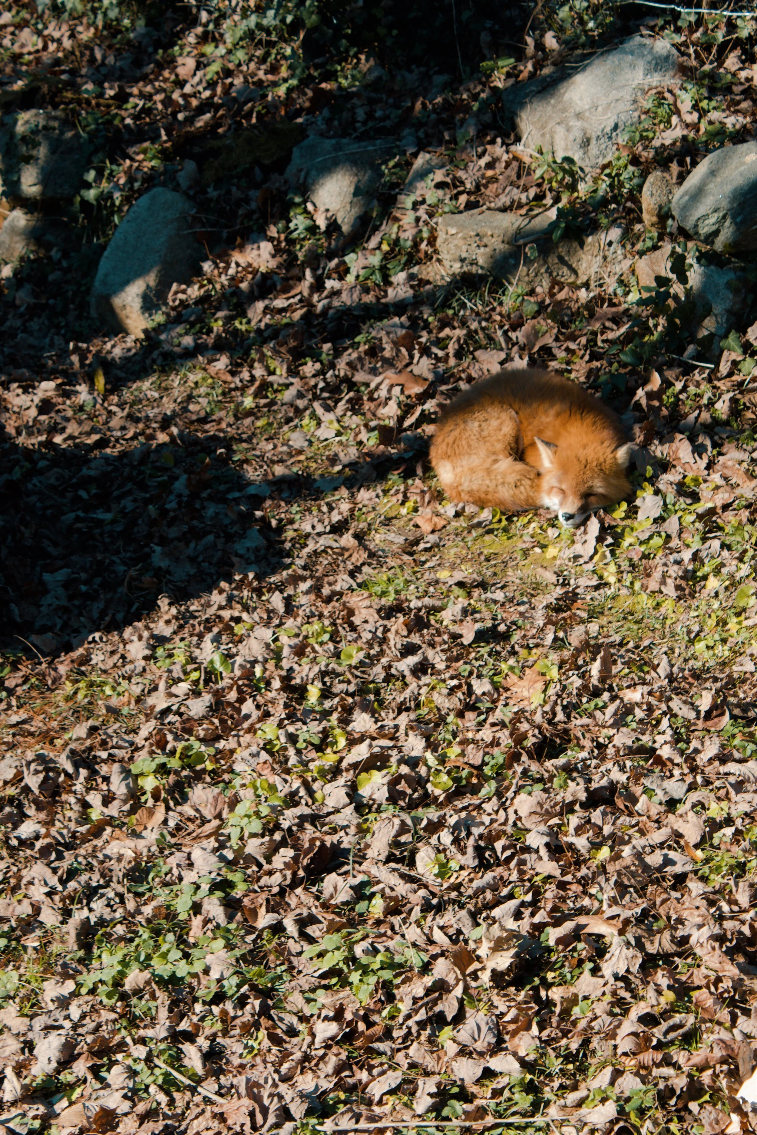 Maymont Richmond VA, 2024