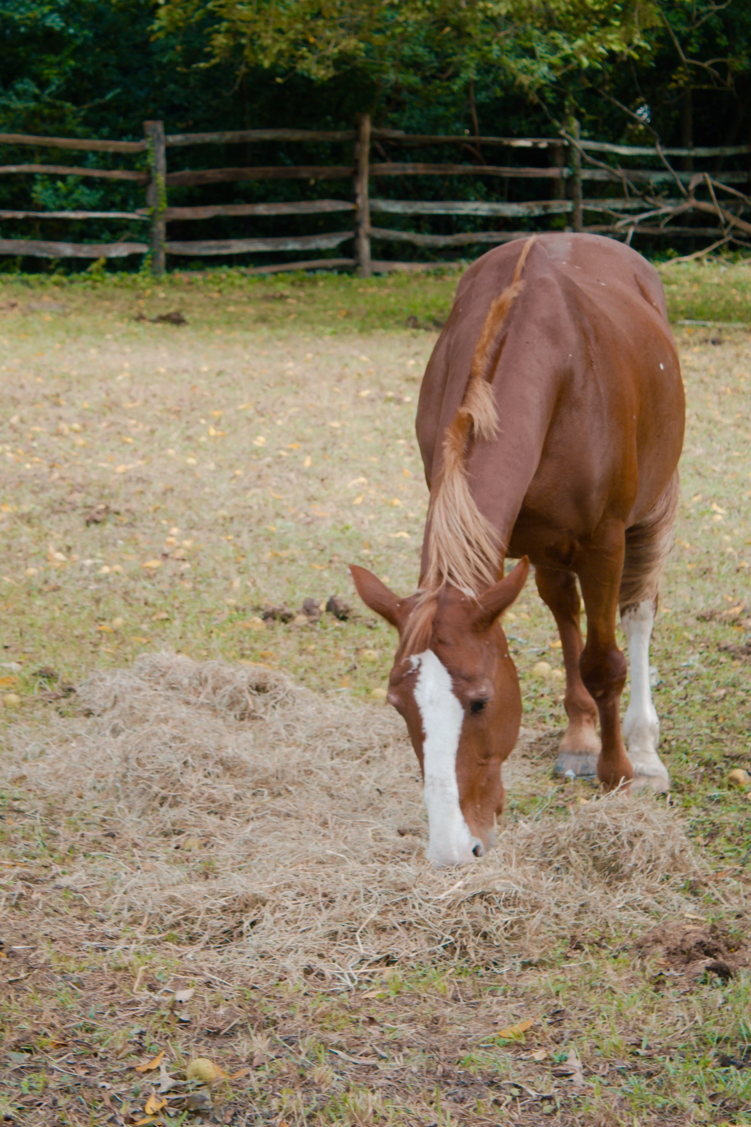 Williamsburg VA, 2024