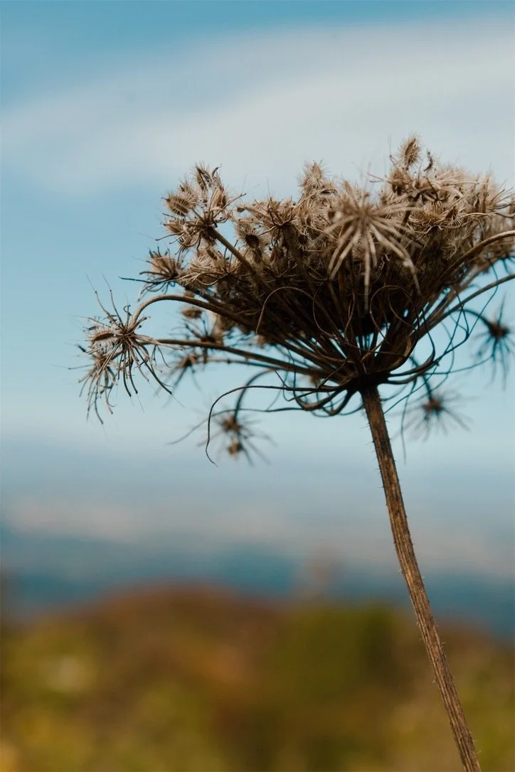 Shenandoah National Park VA, 2025