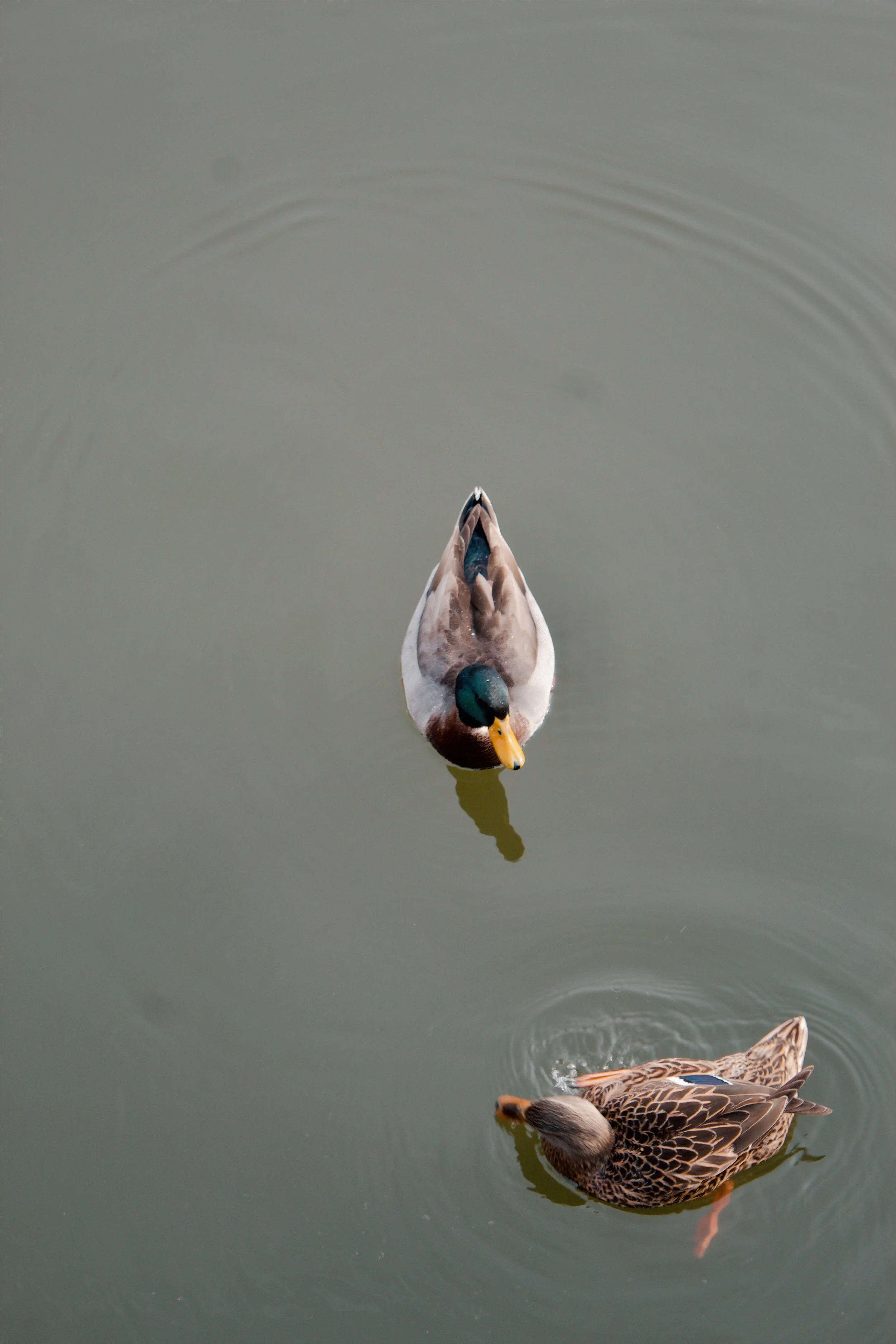 Washington D.C. MD, 2024