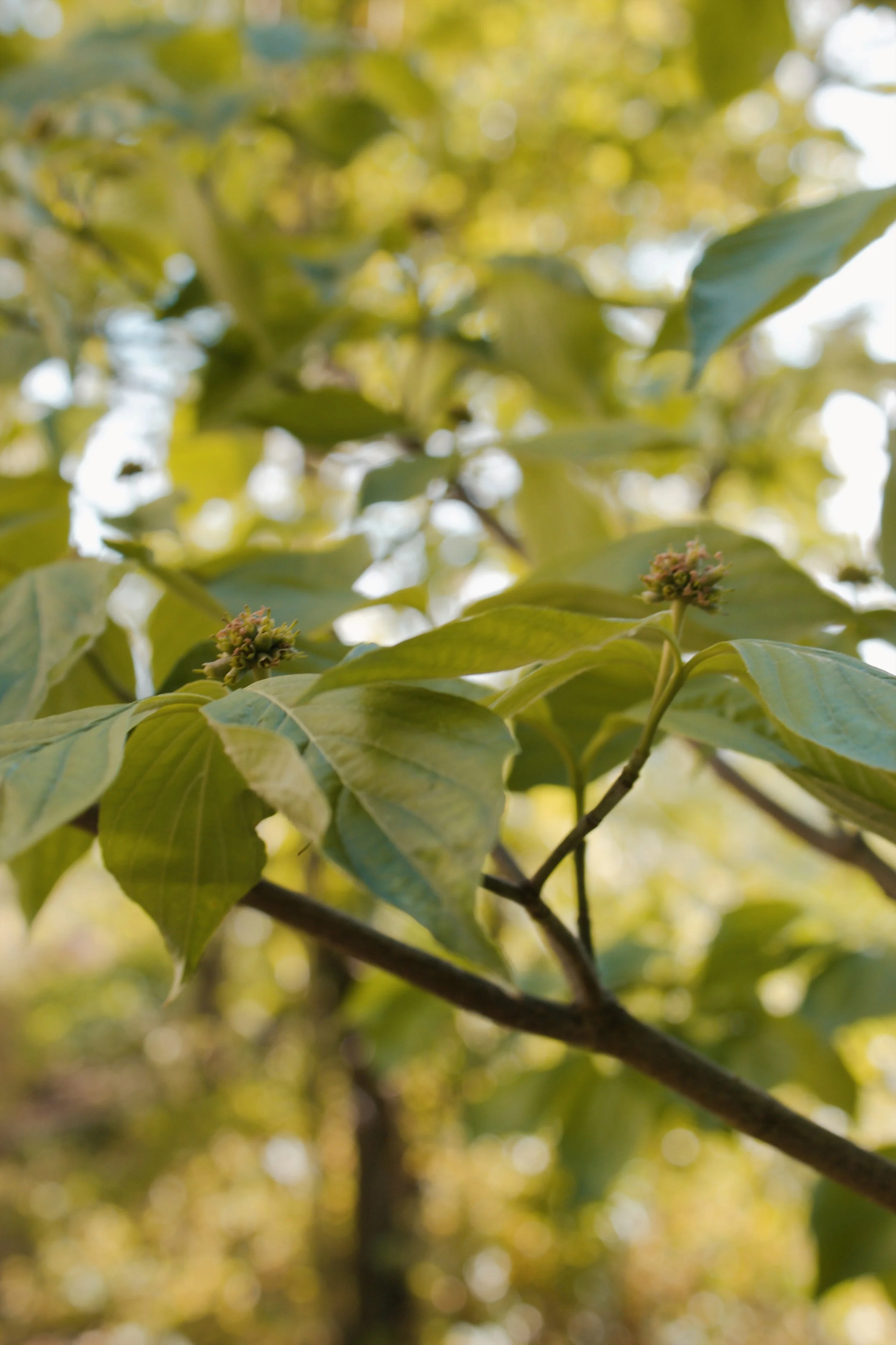 Libby Hill Park Richmond VA, 2025