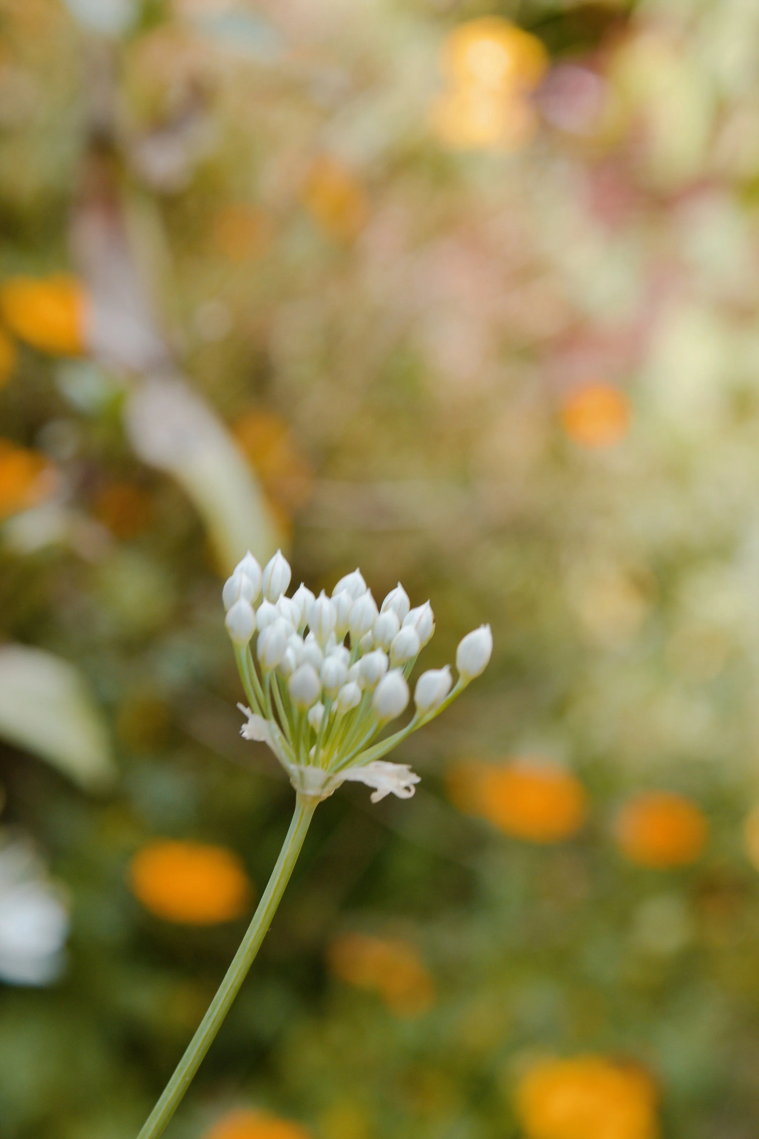 Church Hill Richmond VA, 2024