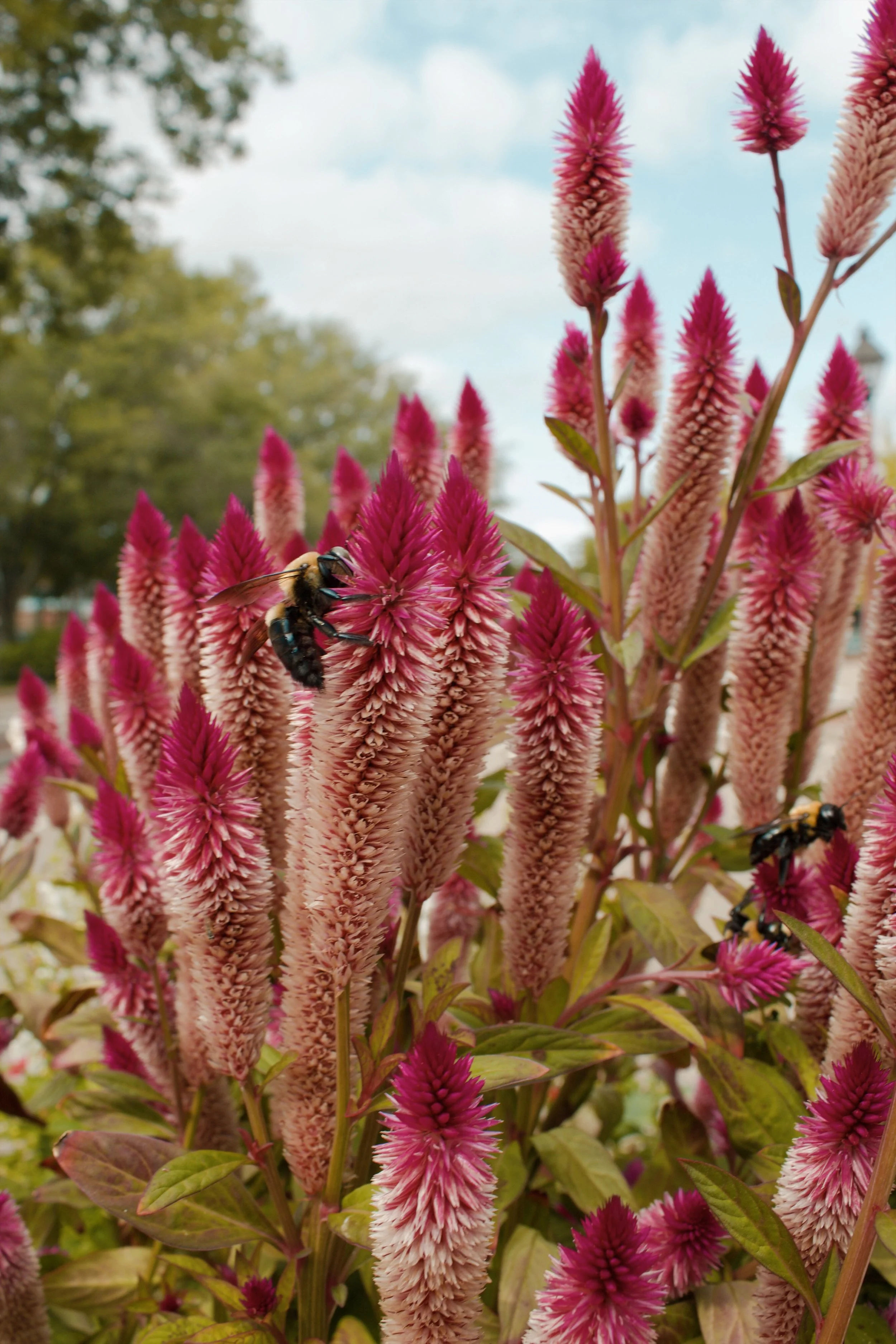 Williamsburg VA, 2024