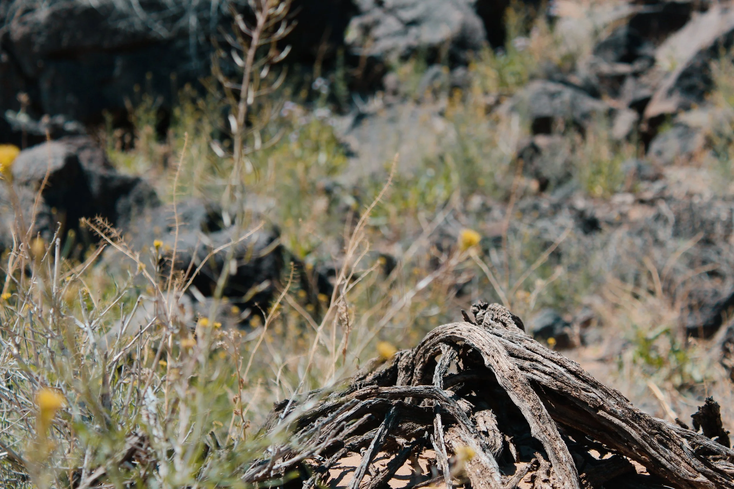 Albuquerque NM, 2024