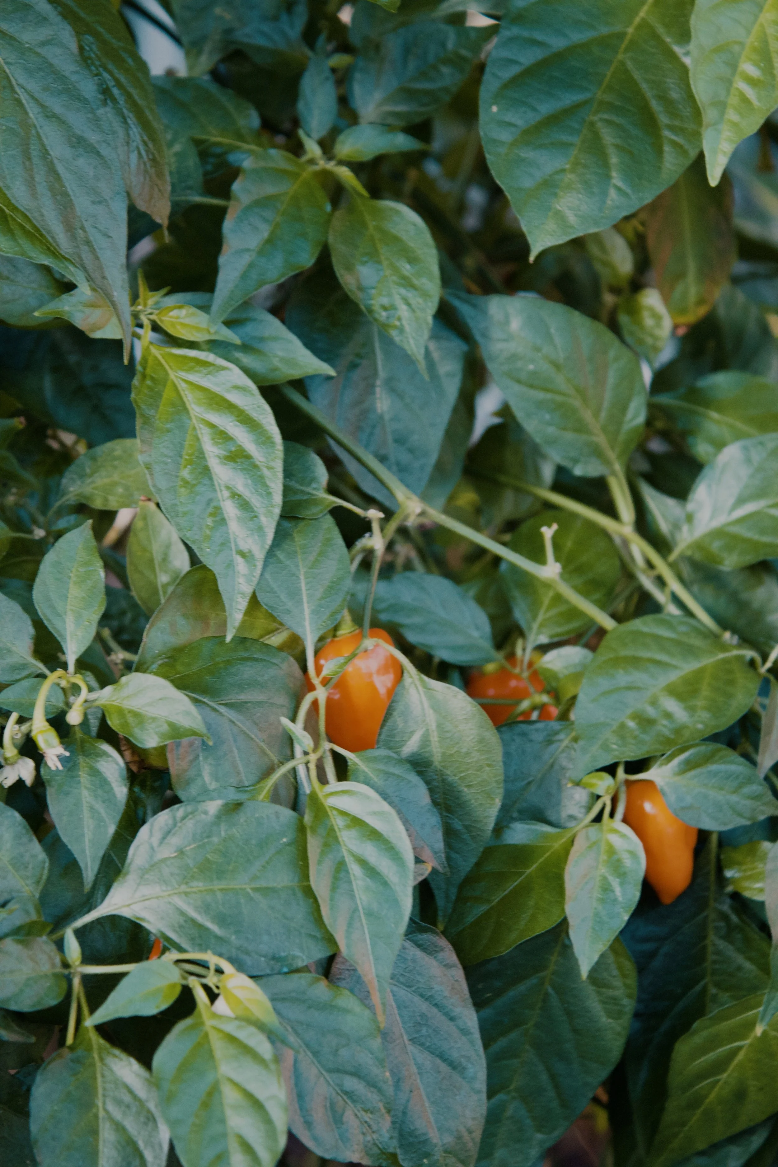 United States Botanic Garden MD, 2024