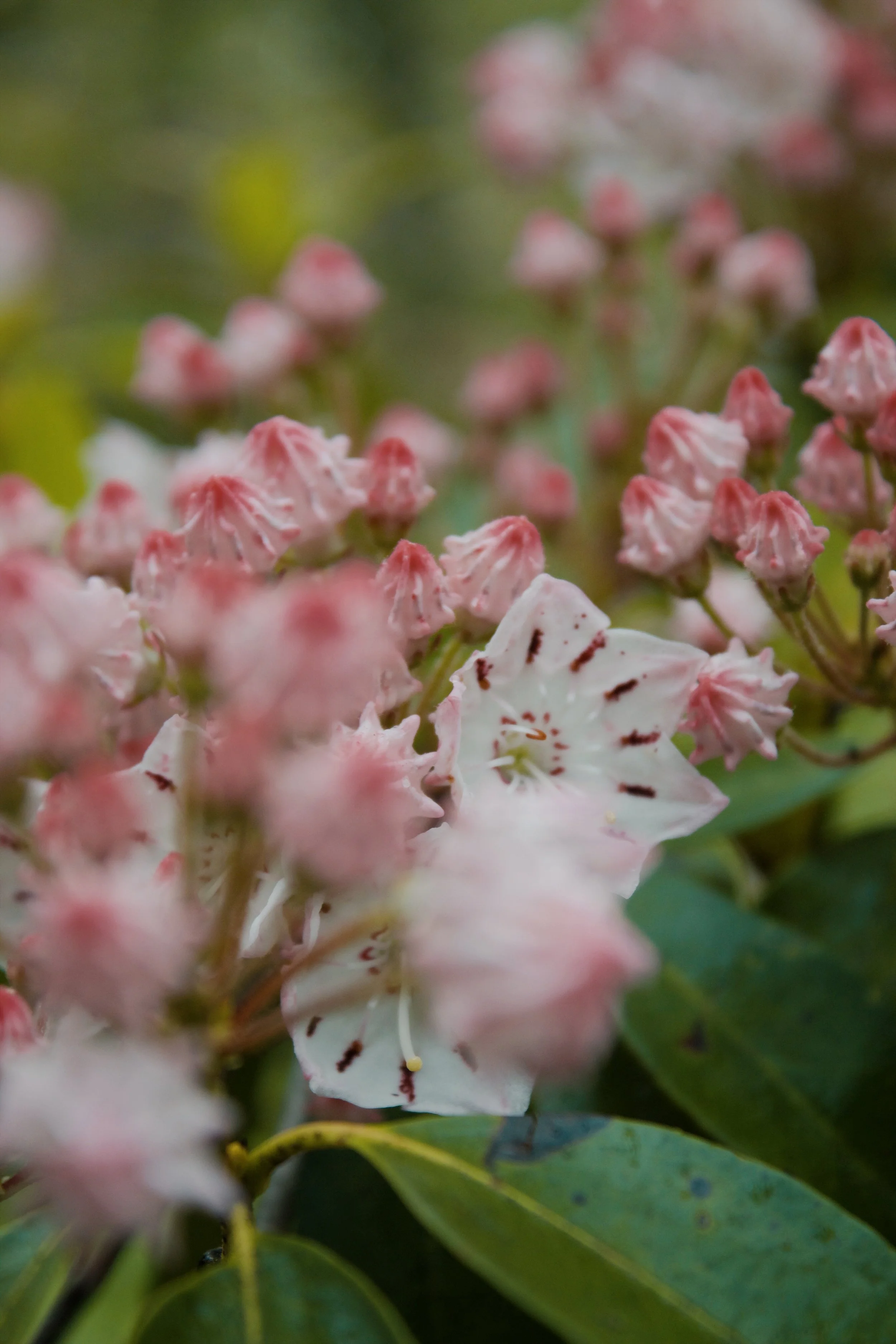 Shenandoah National Park VA, 2025