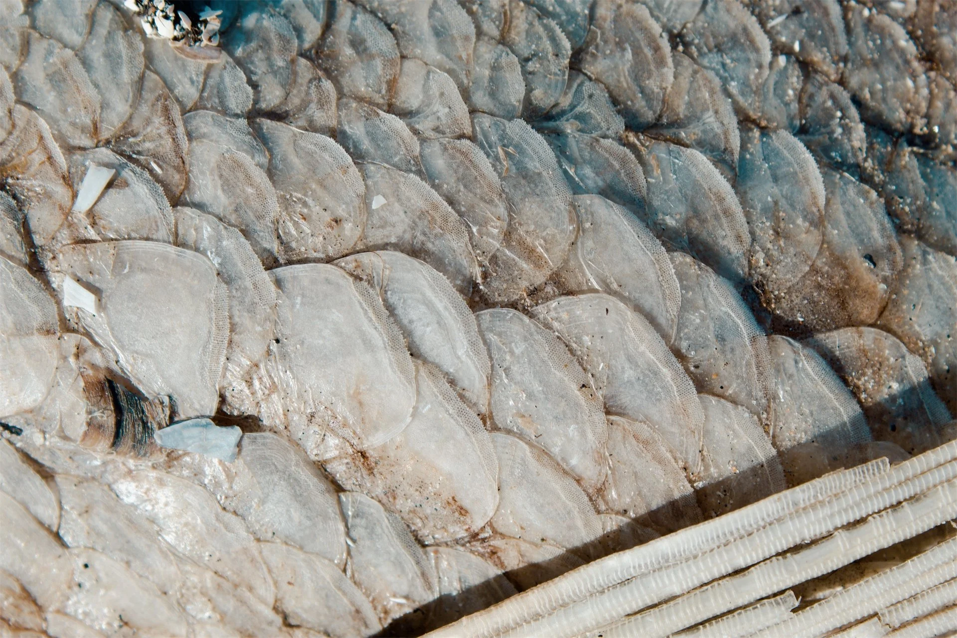 Lake Erie Vermilion OH, 2026