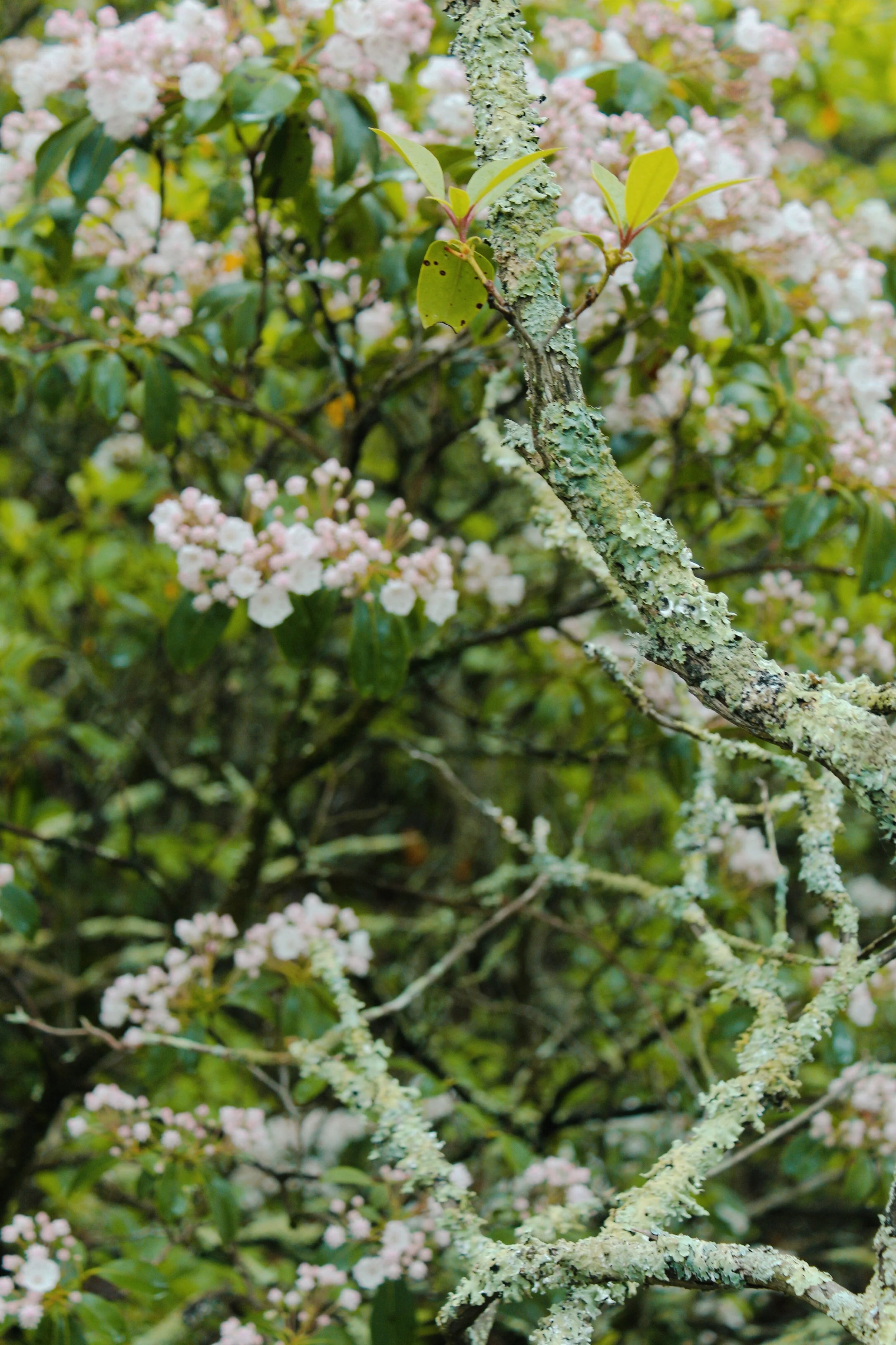 Shenandoah National Park VA, 2025