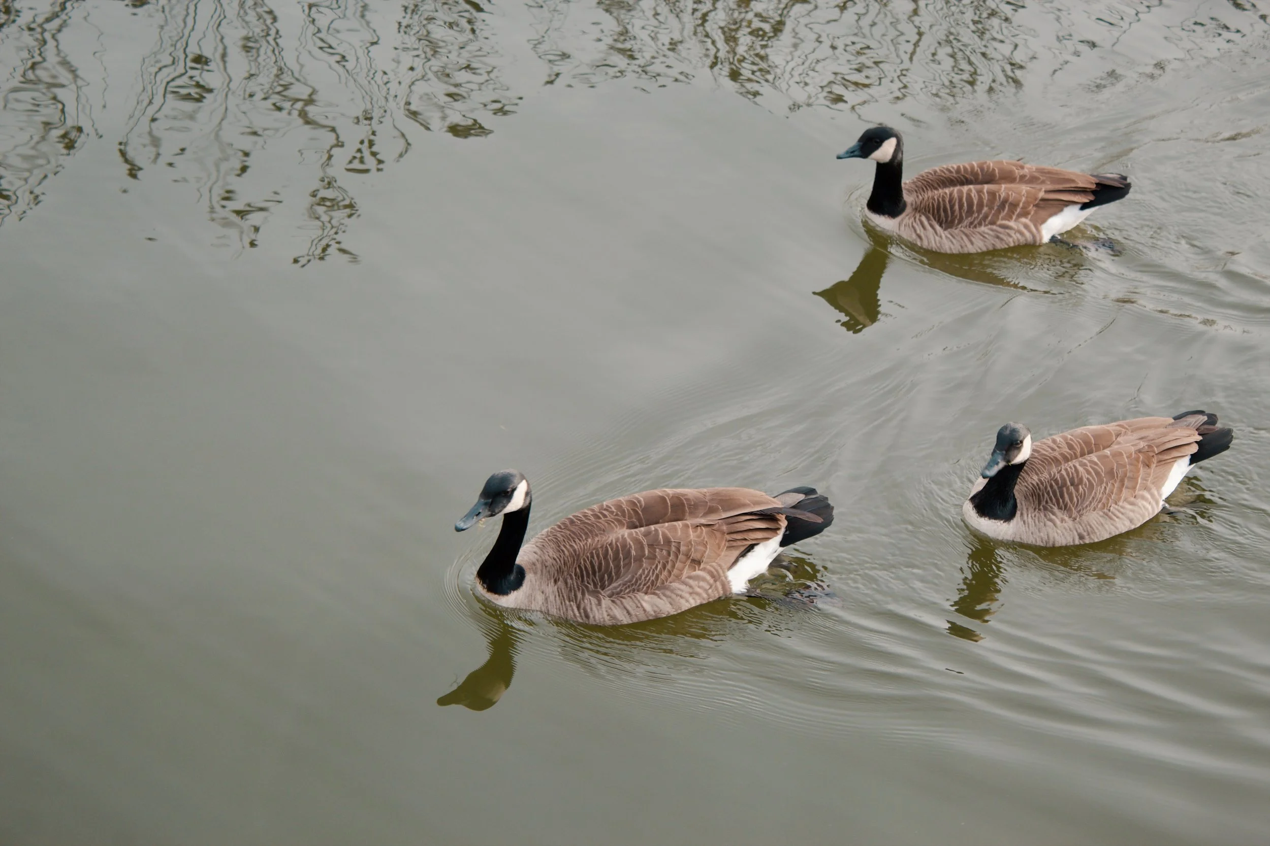 Washington D.C. MD, 2024