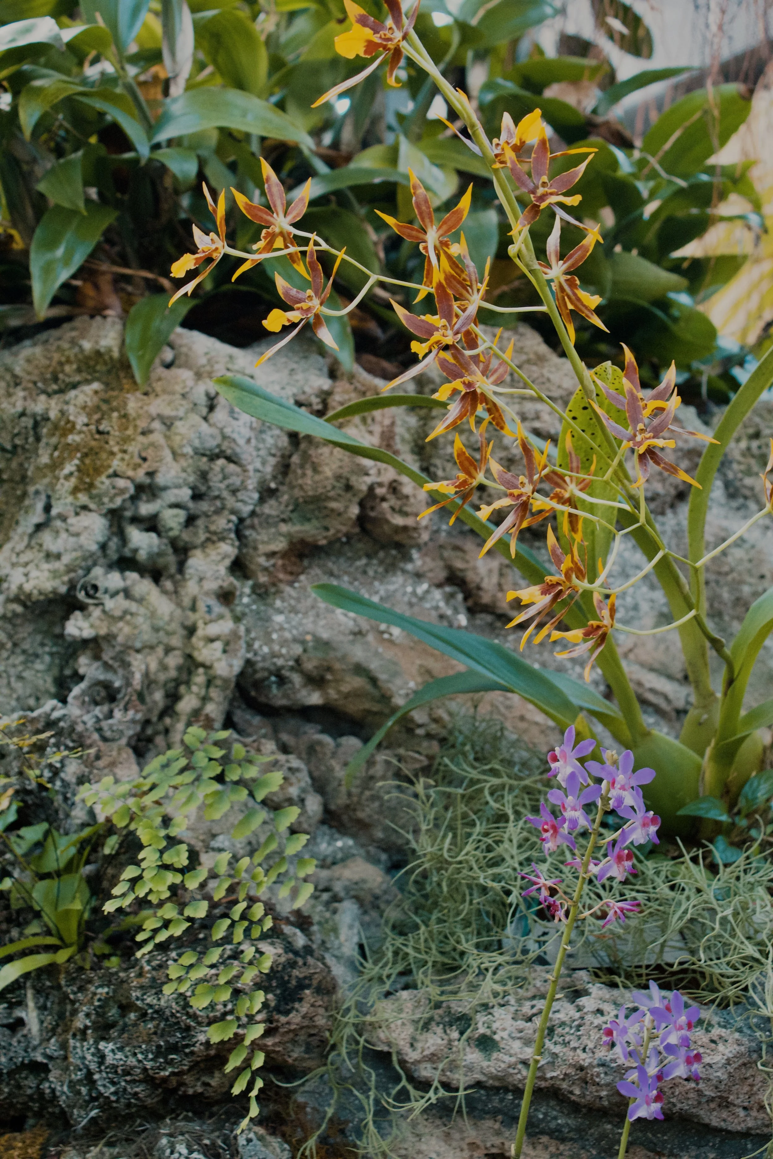 United States Botanic Garden MD, 2024