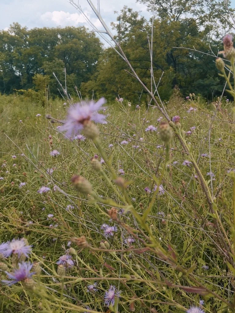 Manassas National Battlefield Park VA, 2026