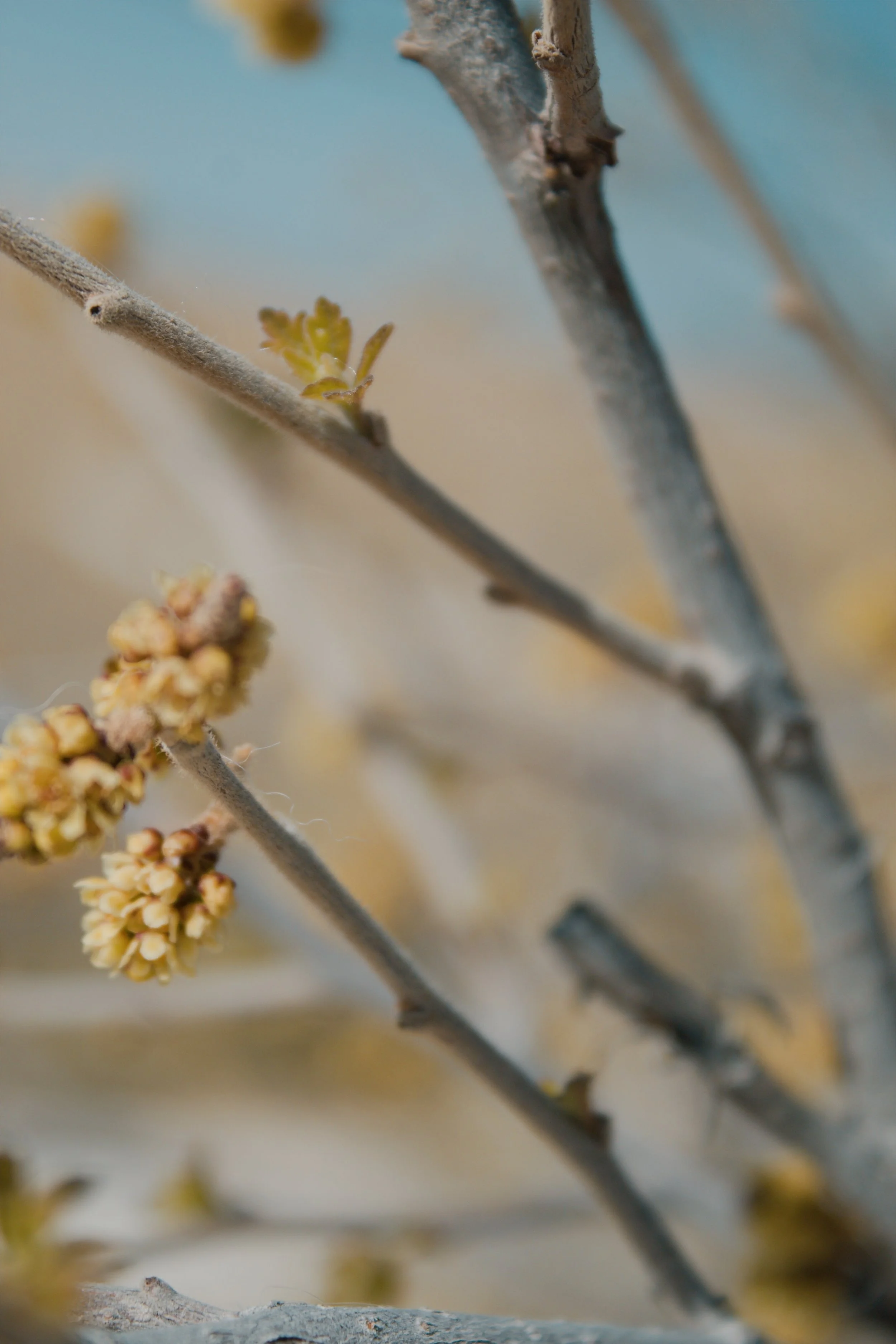 White Sands National Park NM, 2024