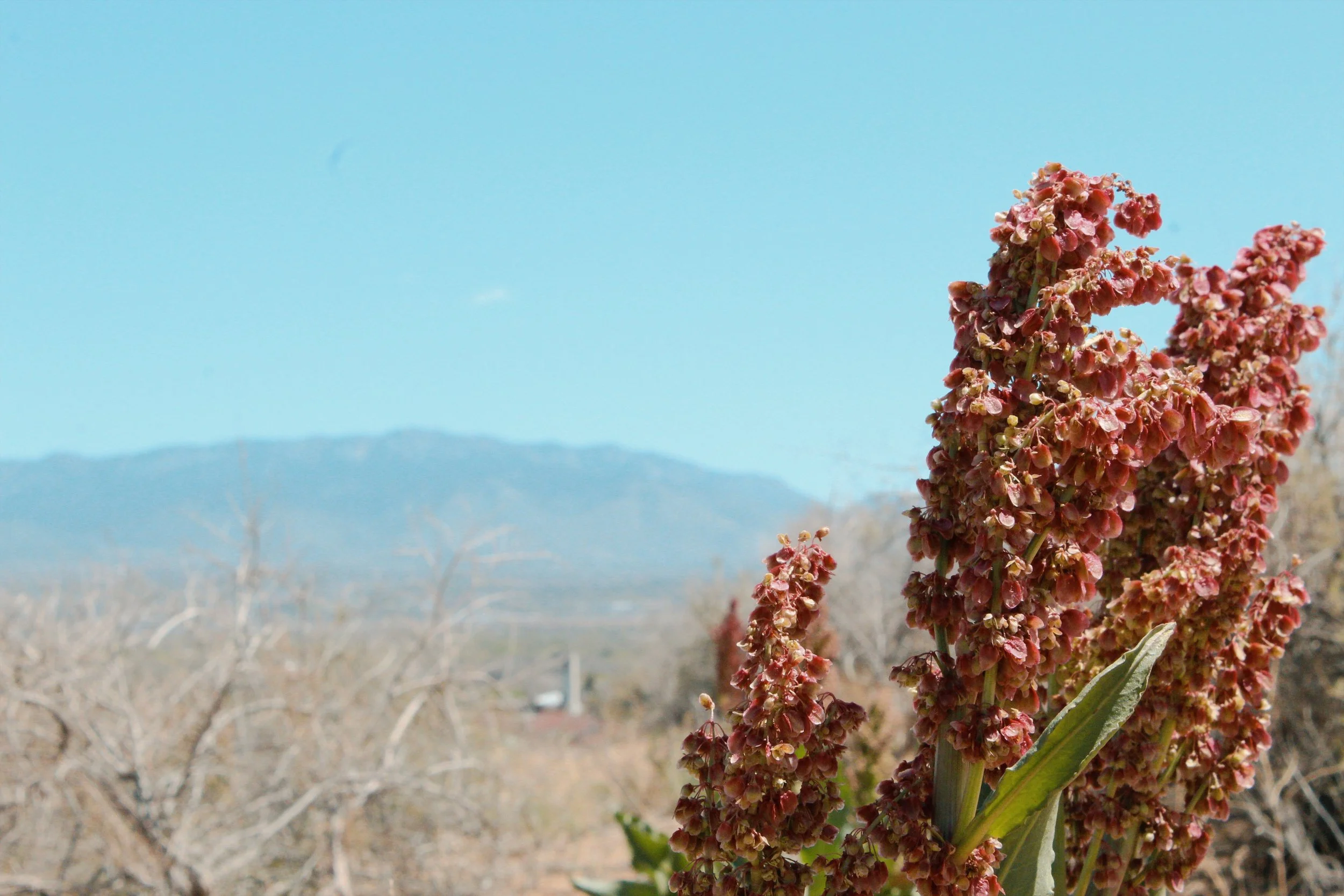 Albuquerque NM, 2024