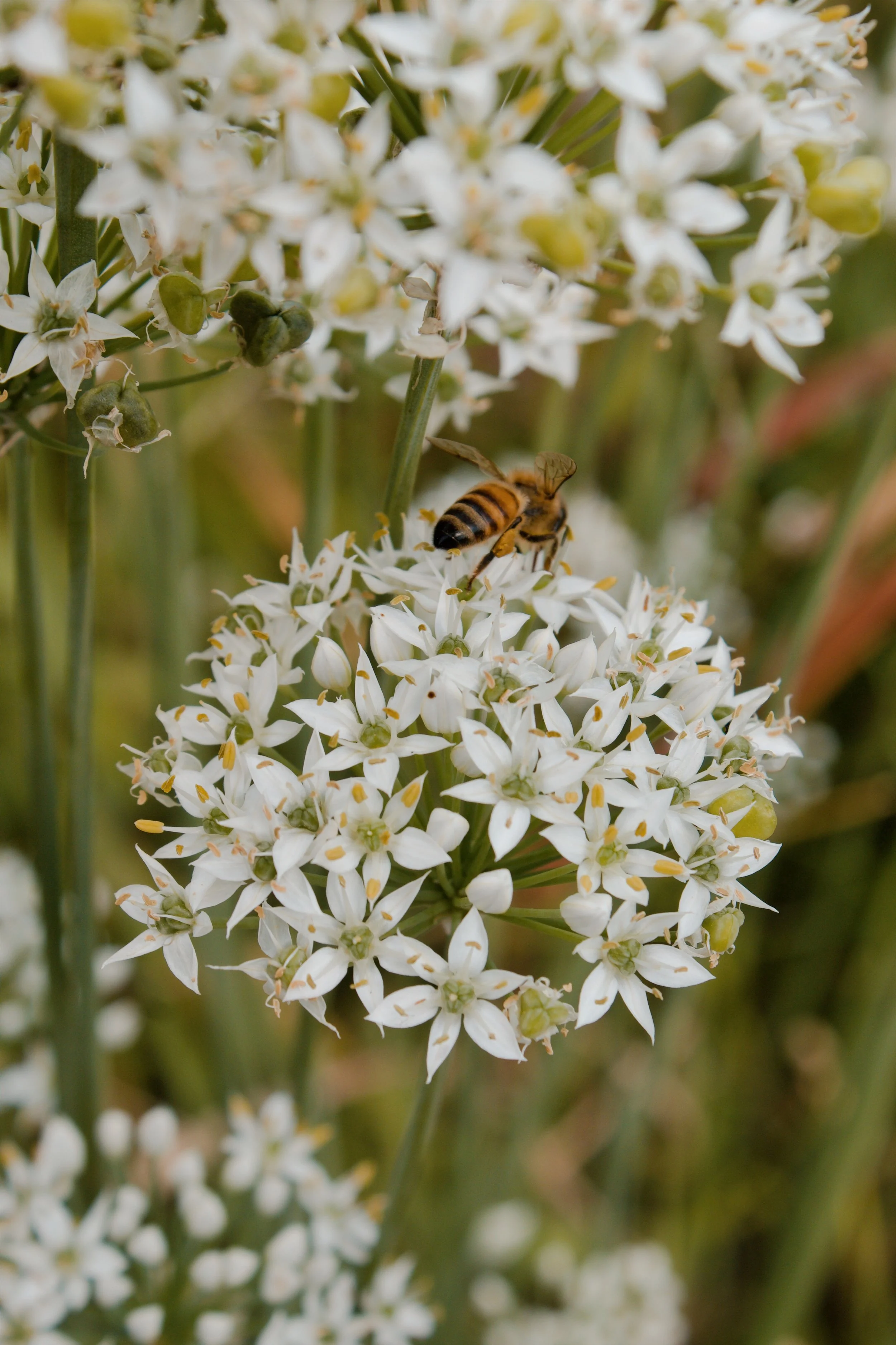 Church Hill Richmond VA, 2024