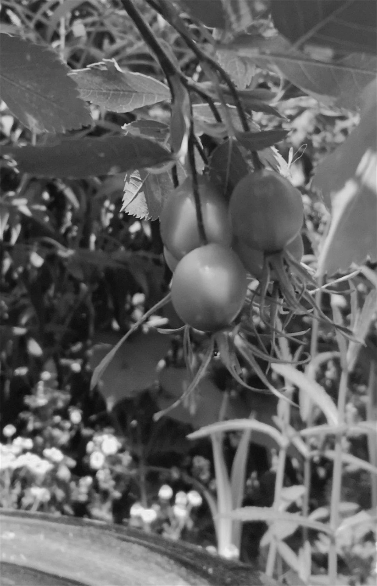 Denver Botanical Garden CO, 2023