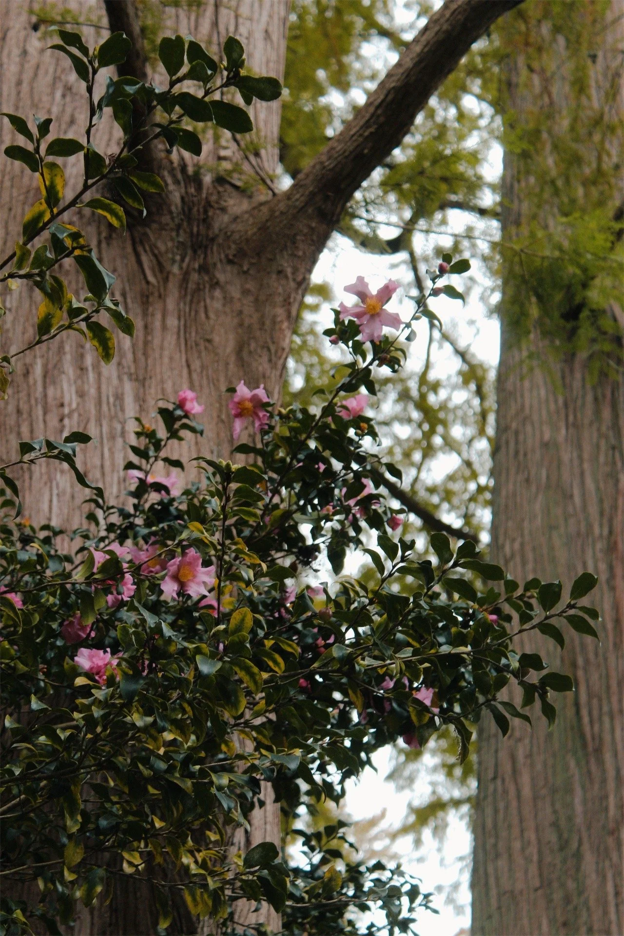 Hollywood Cemetery Richmond VA, 2025