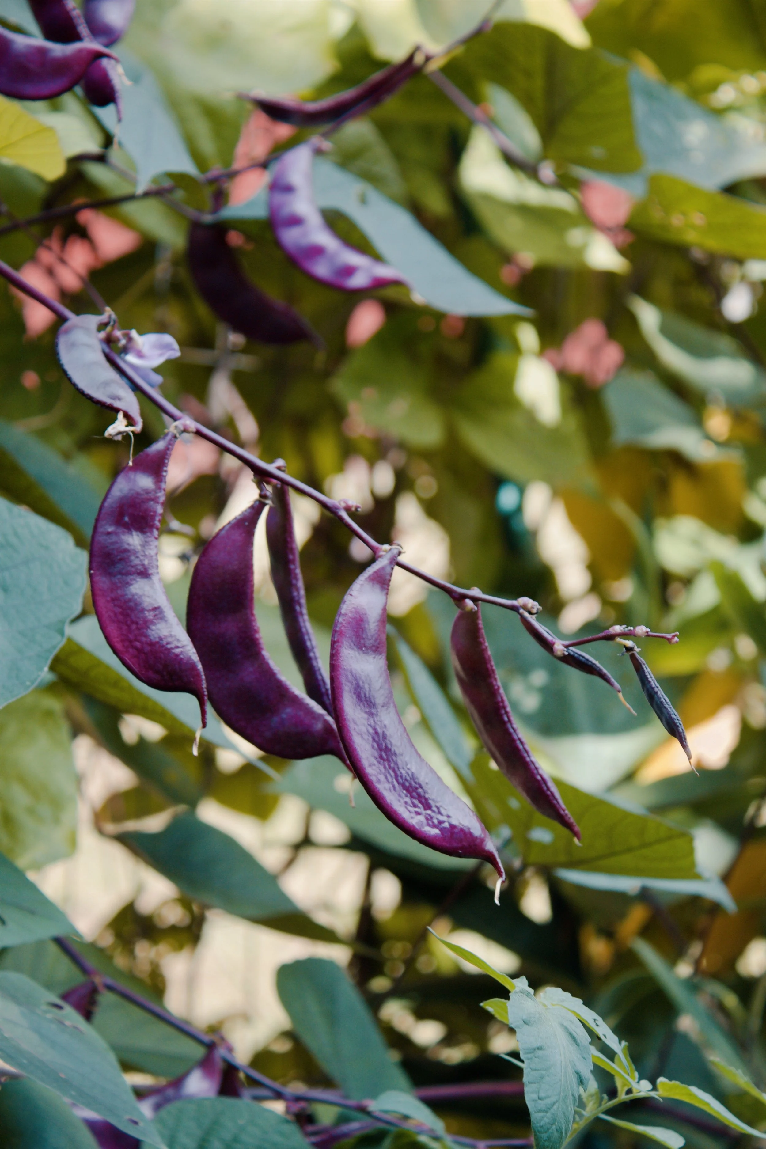 Church Hill Richmond VA, 2024