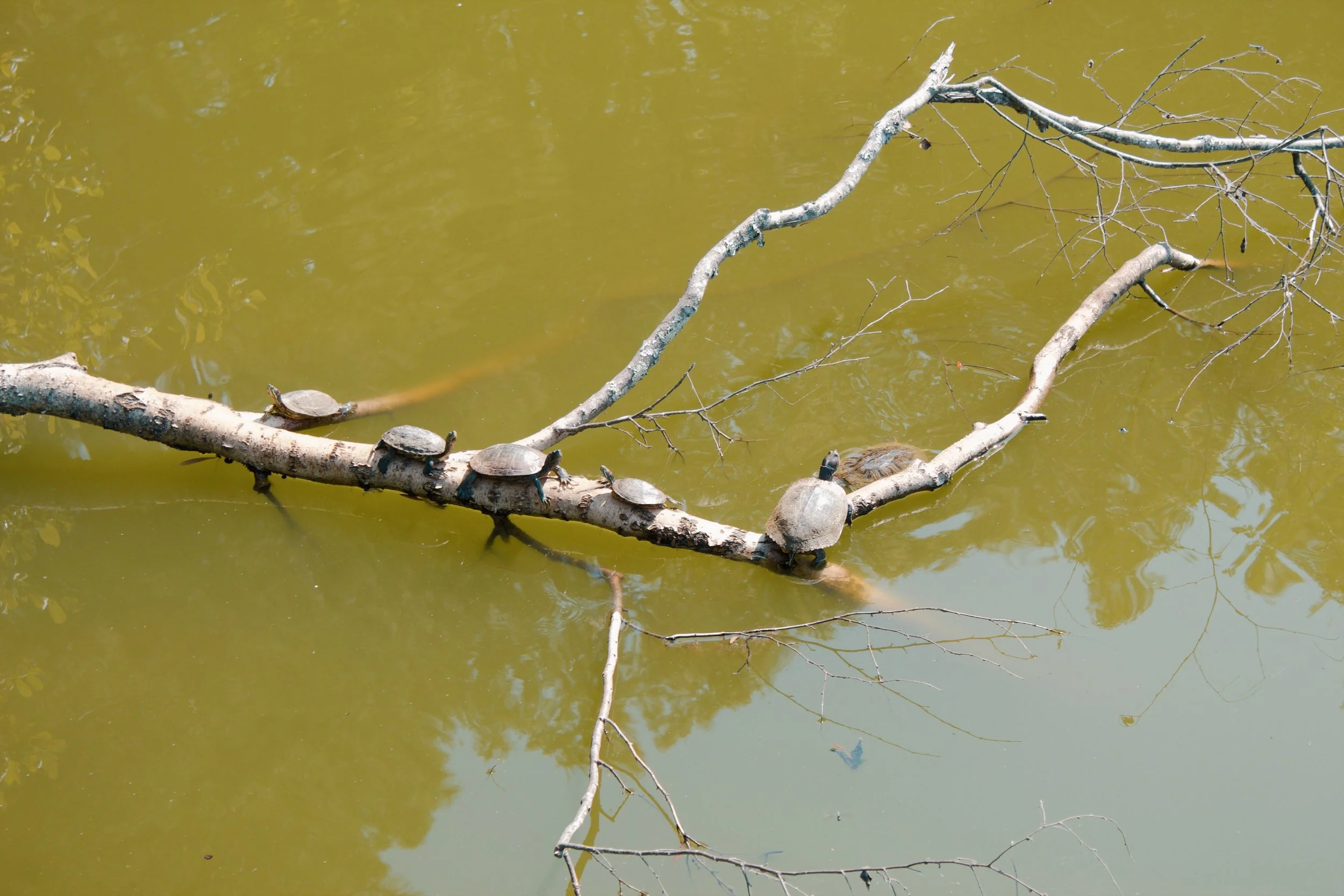 Three Lakes Park VA, 2024