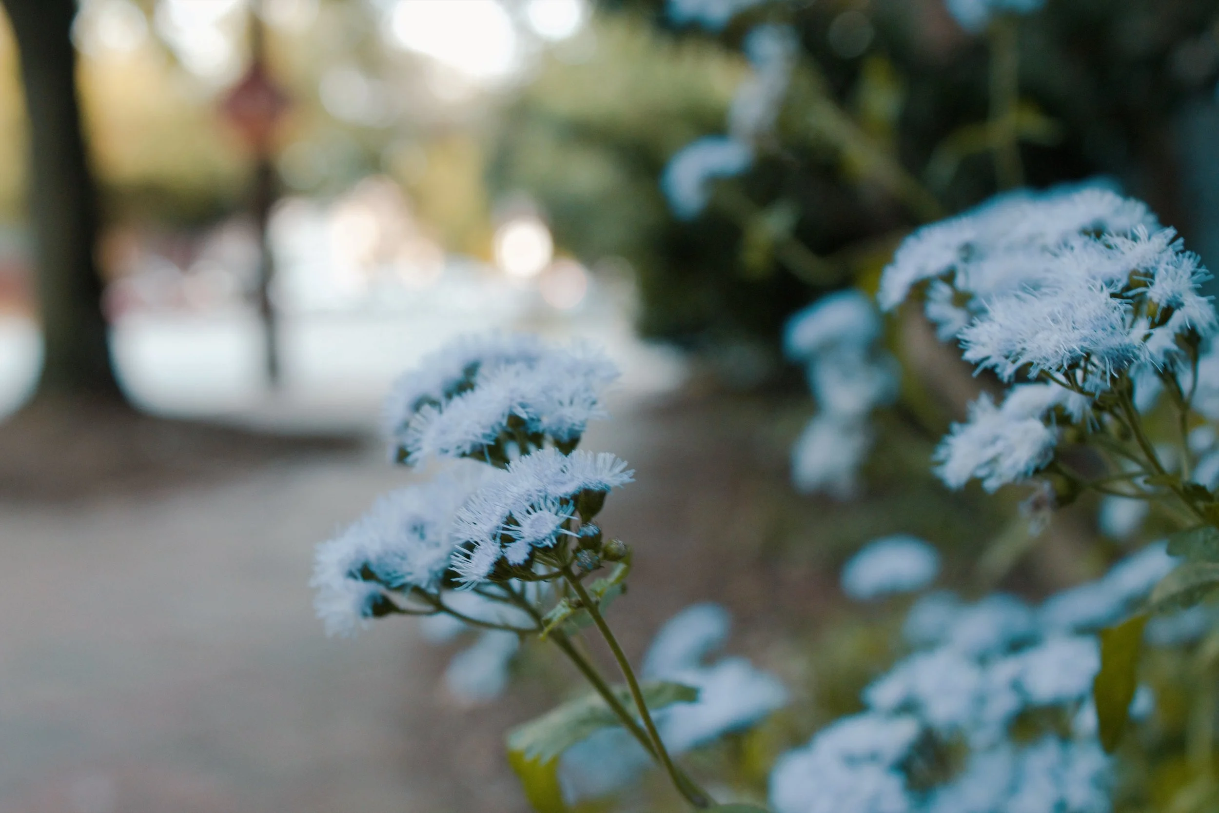 Church Hill Richmond VA, 2024