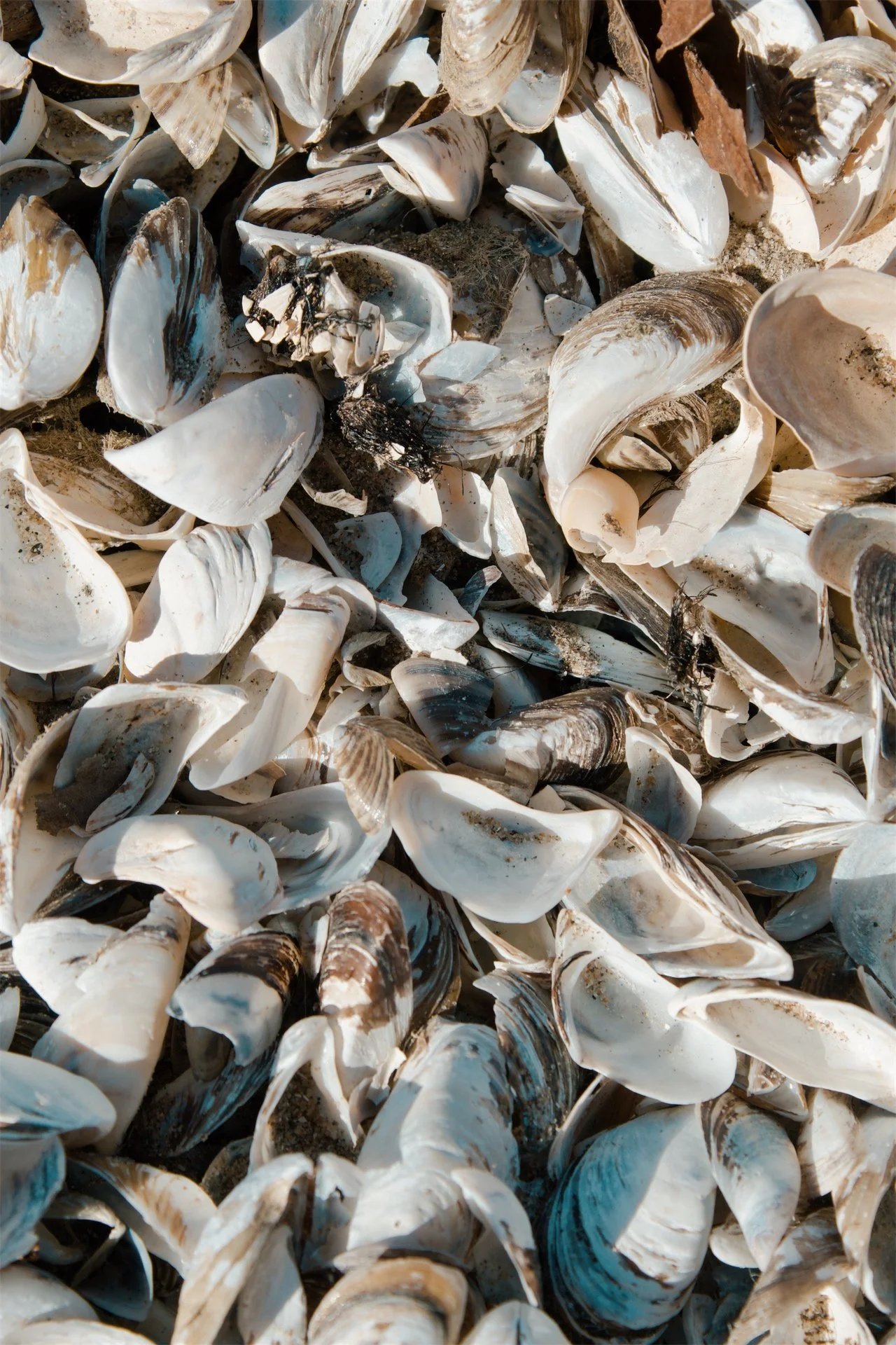 Lake Erie Vermilion OH, 2026