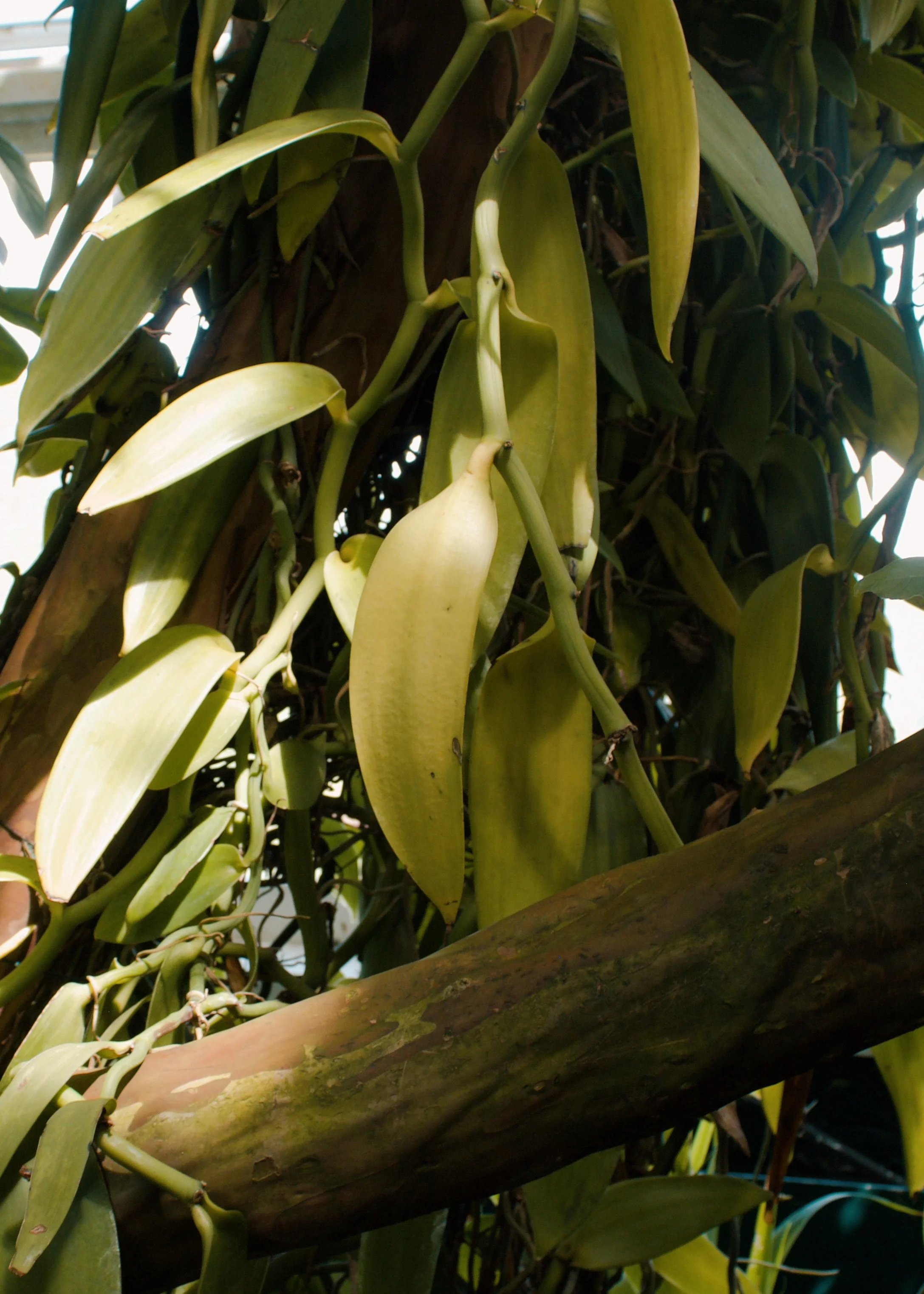 New York Botanical Garden NYC, 2025