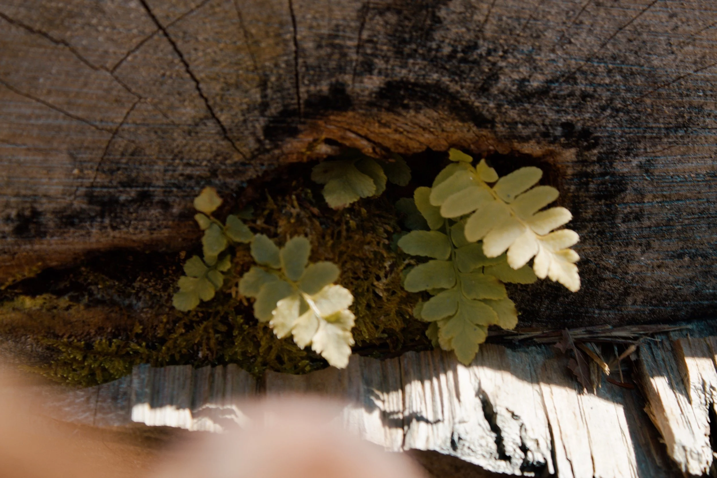 Natural Bridge VA, 2025