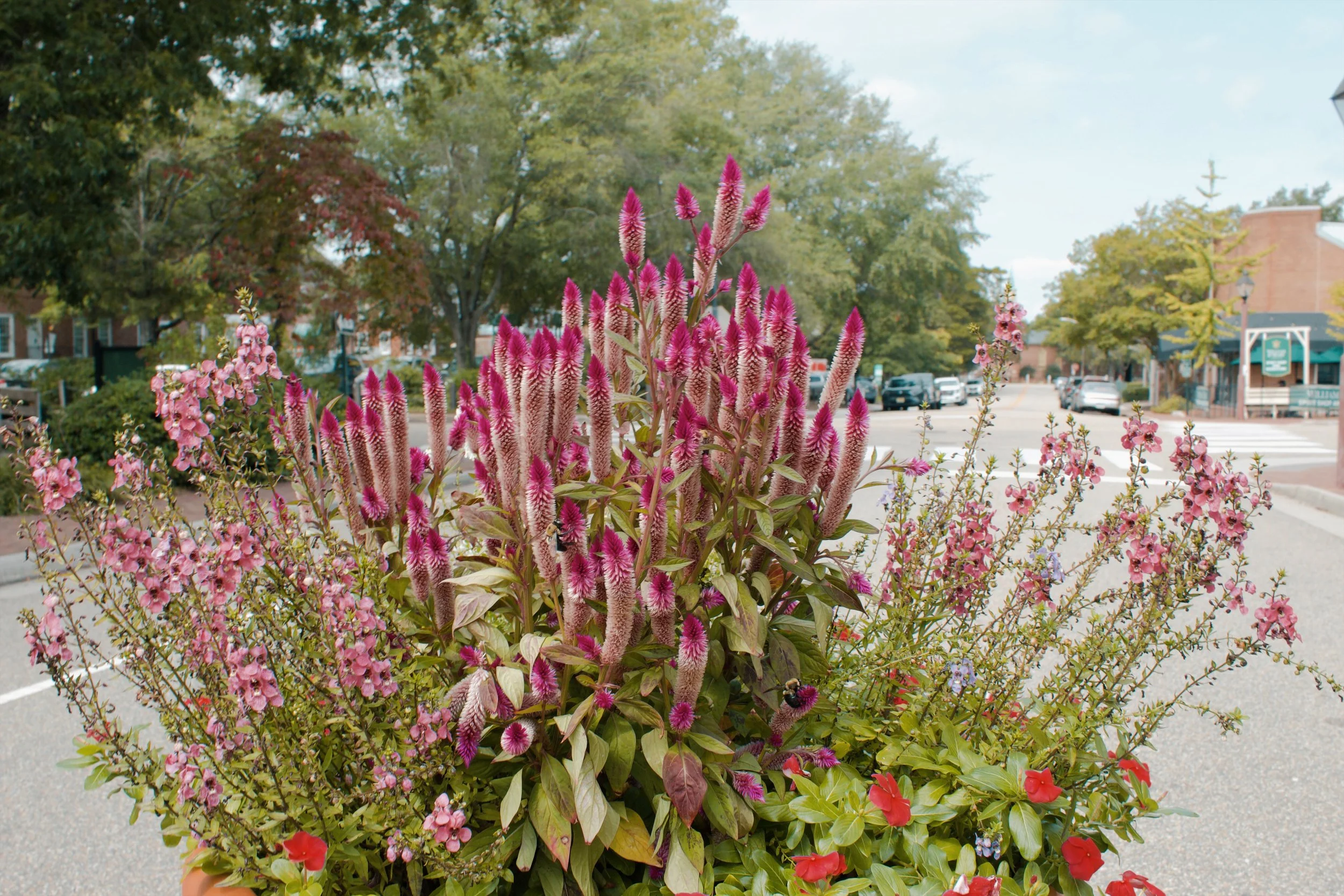 Williamsburg VA, 2024