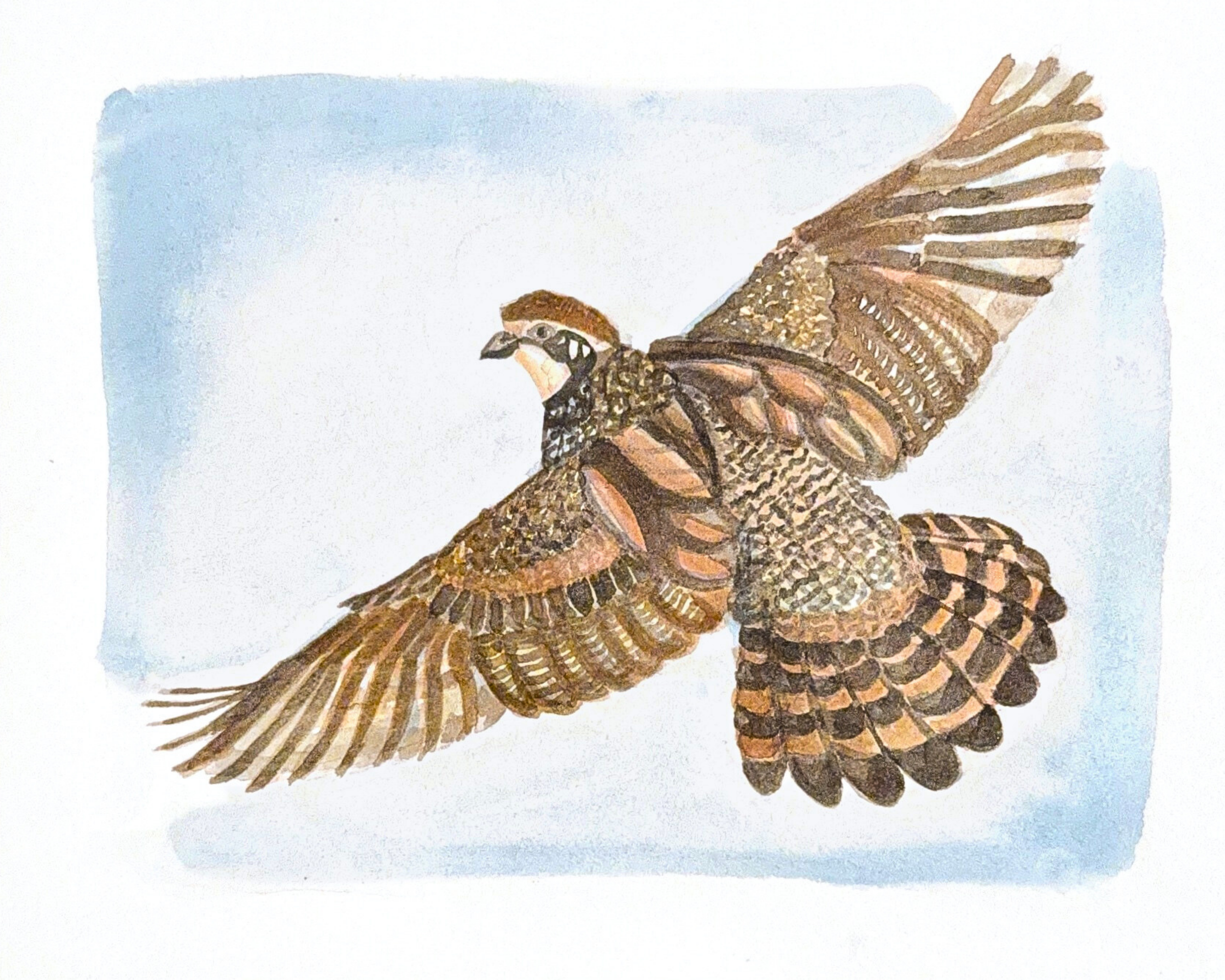 Quail in Flight.png
