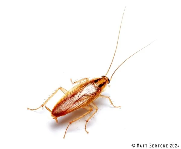 German Roach / Cockroach