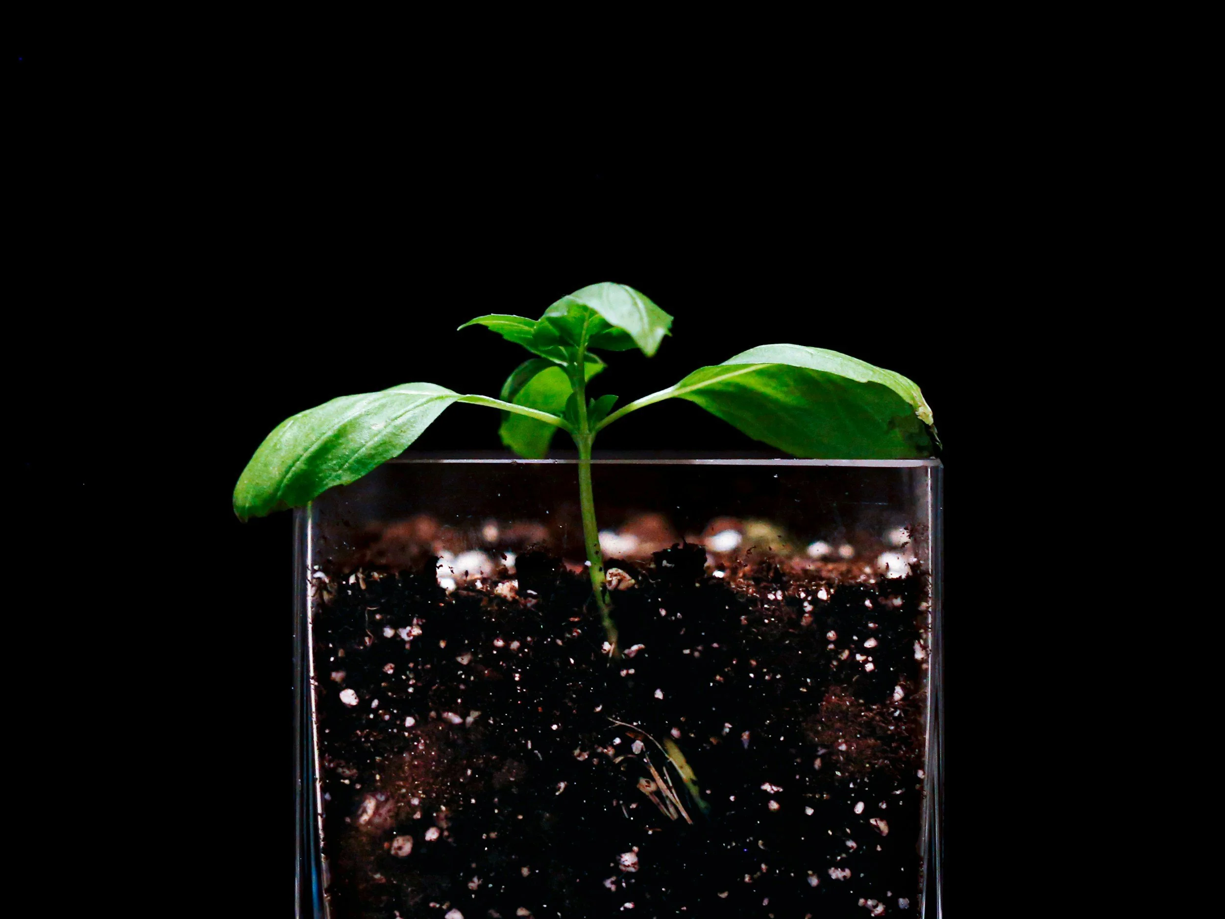 Small green plant sprouting in a transparent container with dark soil, against a black background.