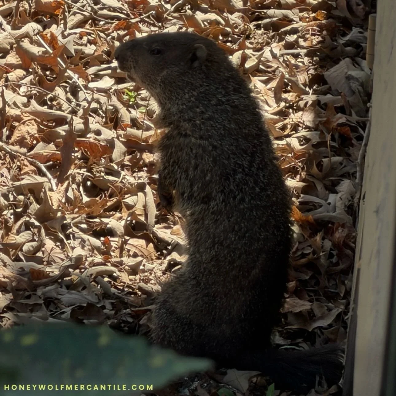 We hope you all had a good #fightthepowerfriday #fridaythe13th today. Ours was perfectly weird&mdash;starting with this adorable groundhog that showed up this morning. ✨

&lsquo;In life, struggles test us, but the groundhog shows that staying steady 