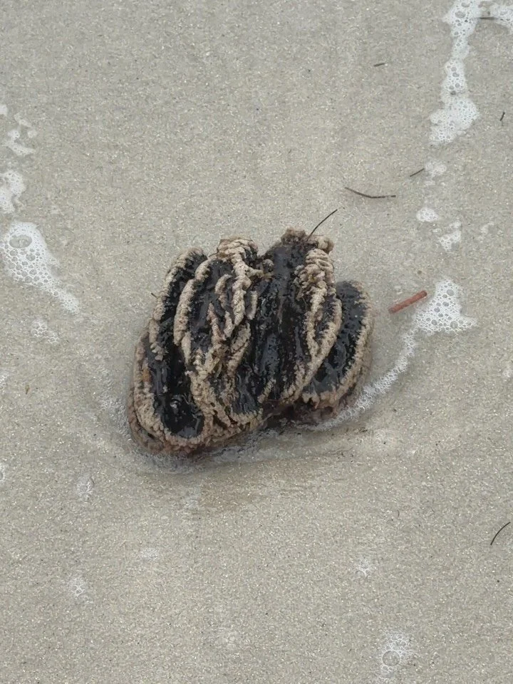 Did you know that humans share 70% of our DNA with sea sponges? According to my friend @redmerkyn, I also share similar hair with this particular sponge I encountered today. Total compliment!! 

🧜🏽&zwj;♀️ 🌊 🧽 🪸 

#honeywolfmercantile #yemaya #se