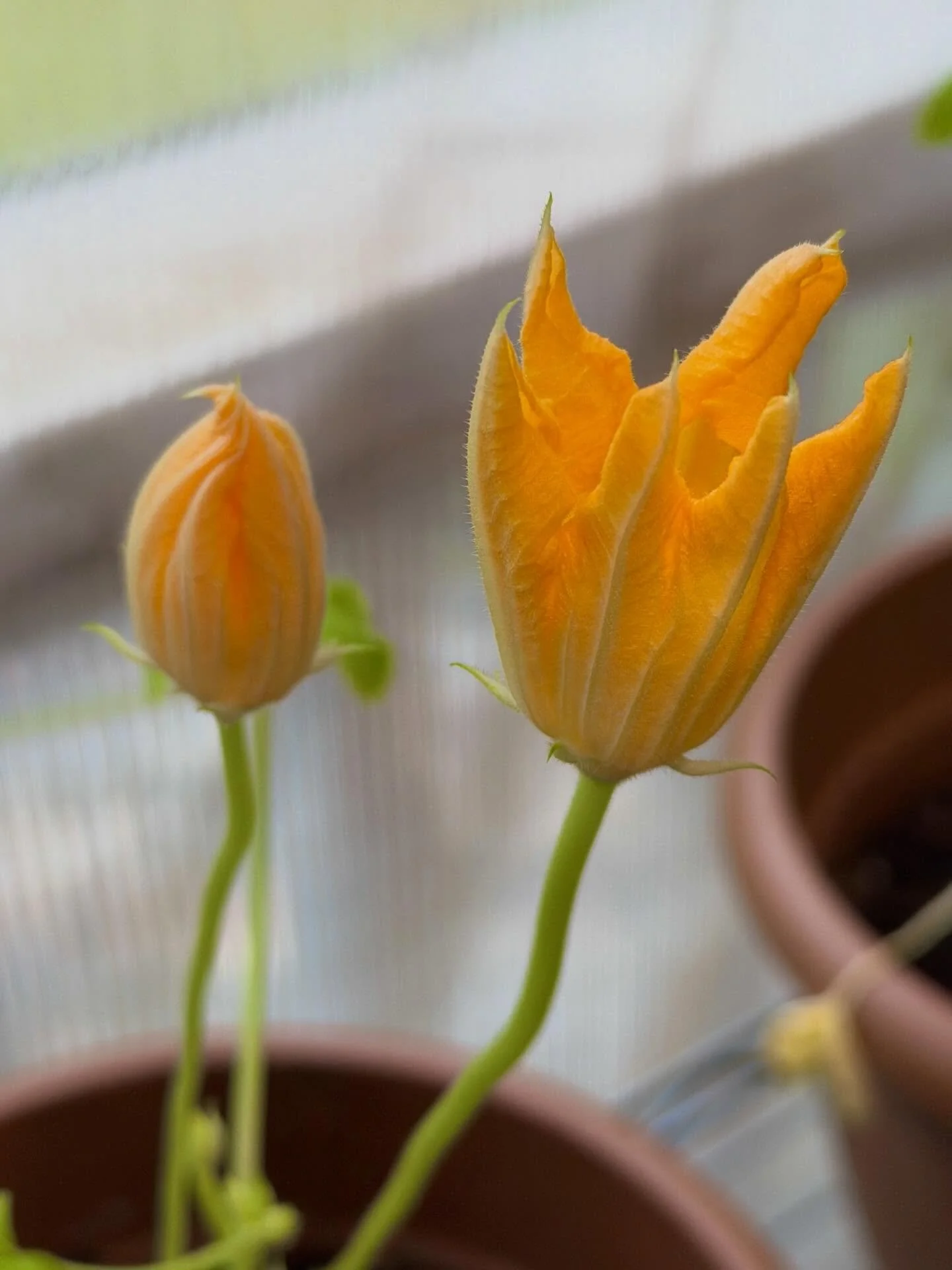 Full Flower Moon &amp; Beltane coming in hot this Friday. 

Do you have your ritual candles? We can help you with that. ☺️
 
HoneywolfMercantile.com 

🌸🌕🔥 

Plant Magic Popping Around Here 

&bull;Squash Blossom
&bull;Echinacea 
&bull;Black Eyed S
