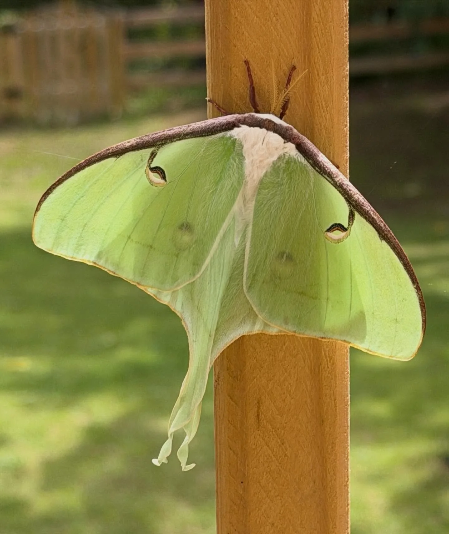 The last time a Luna Moth appeared for me was 2 years ago, just after I had a hysterectomy. She reminded me then that calm healing is a necessary step in metamorphosis. 

When the Luna Moth appears near a Full Moon, the symbolic message may be:

What