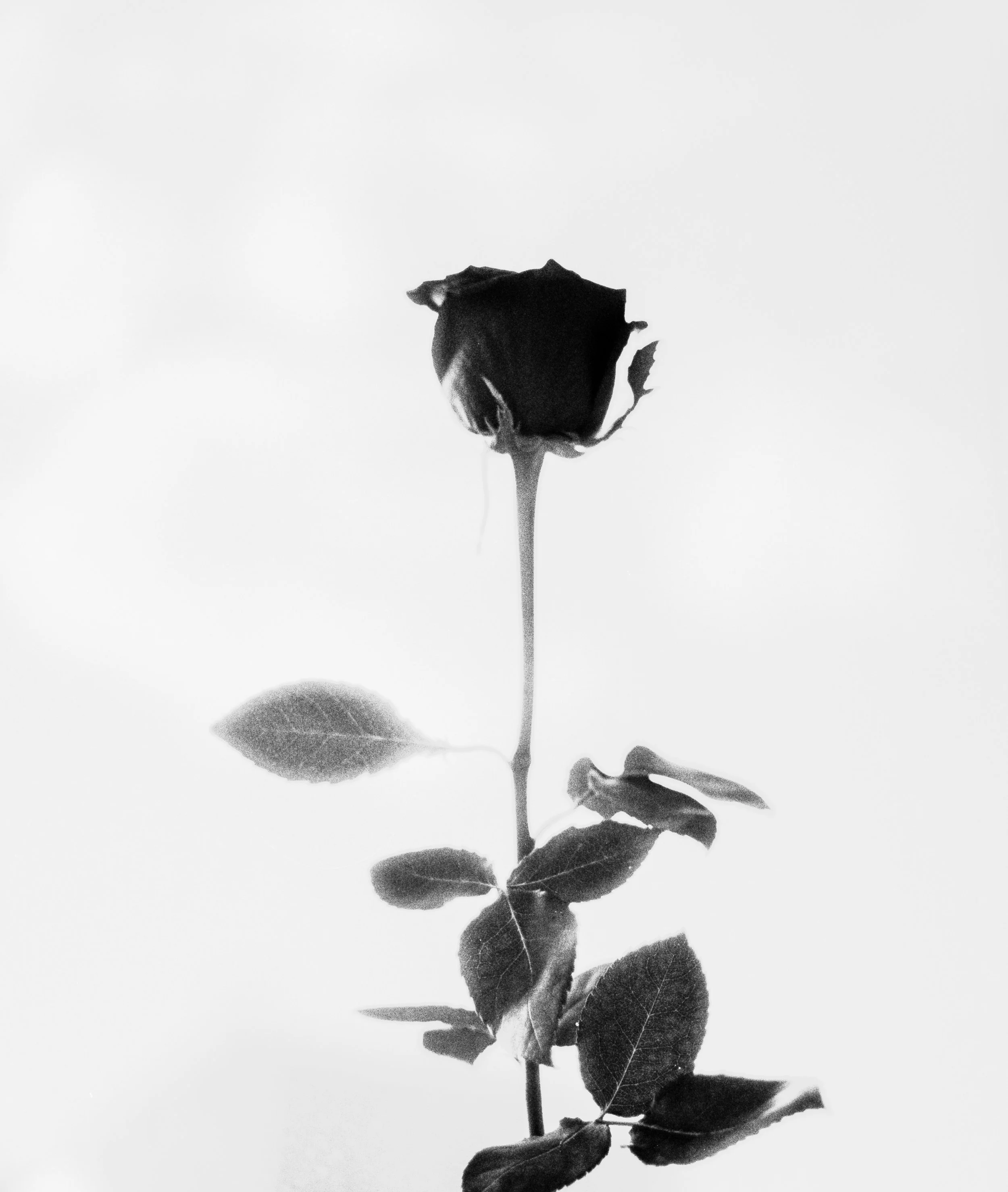 31-devotionnn.jpg