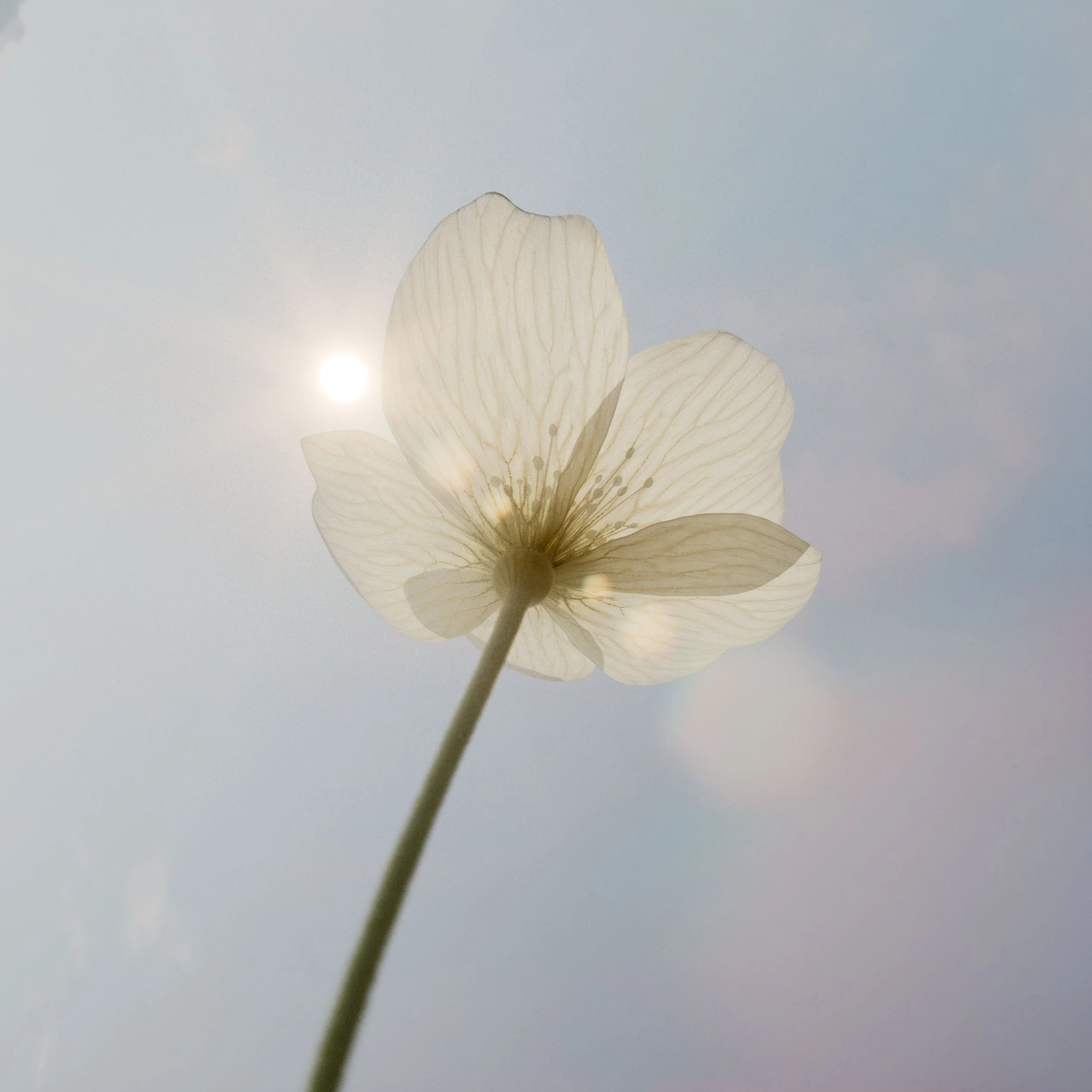 250_Flower_Birth_v04_0017.jpg