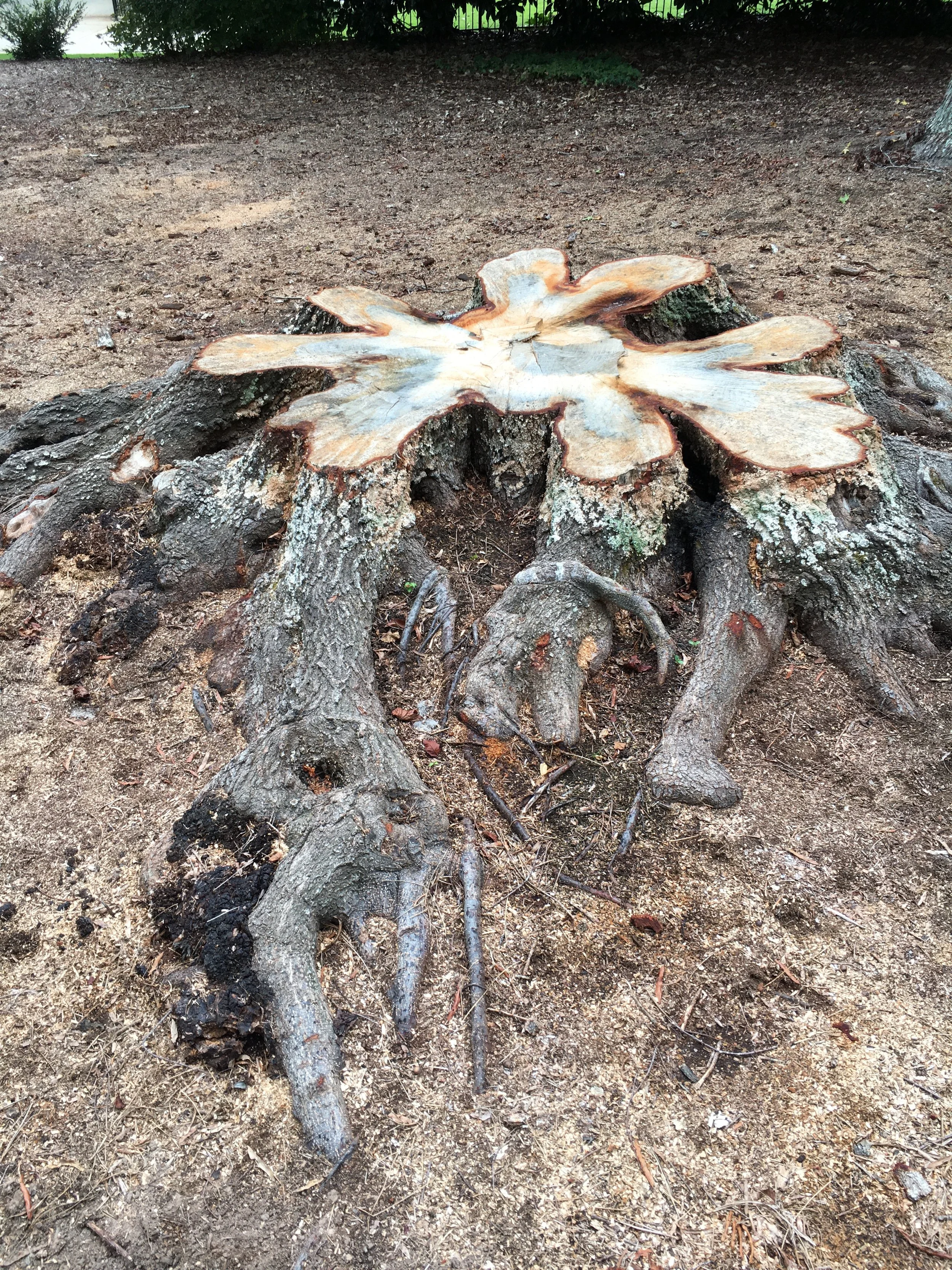 Should I Dig Out My Stump?