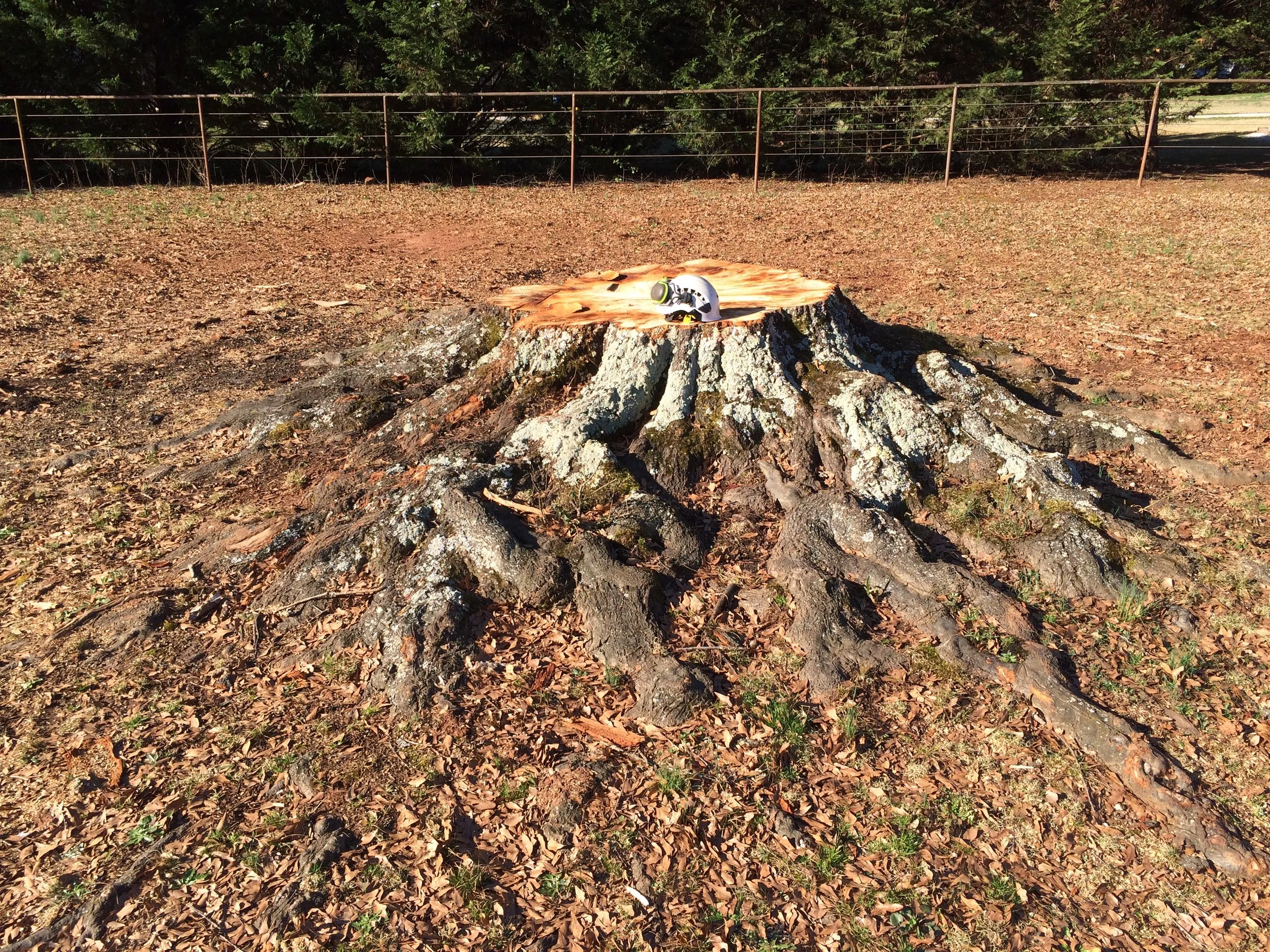 Can You Grind A Stump Yourself?