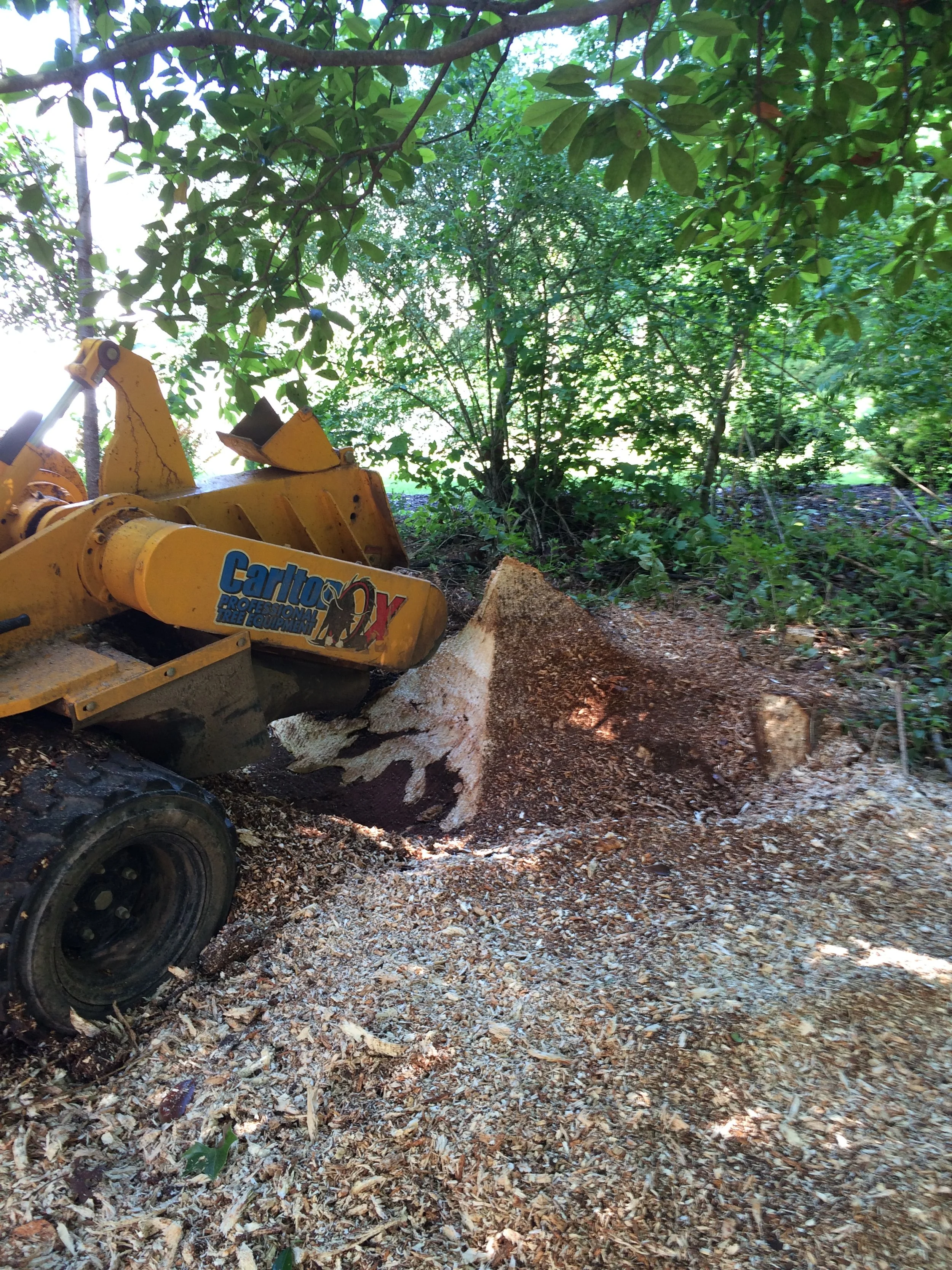 Will a tree grow back if you grind the stump? 