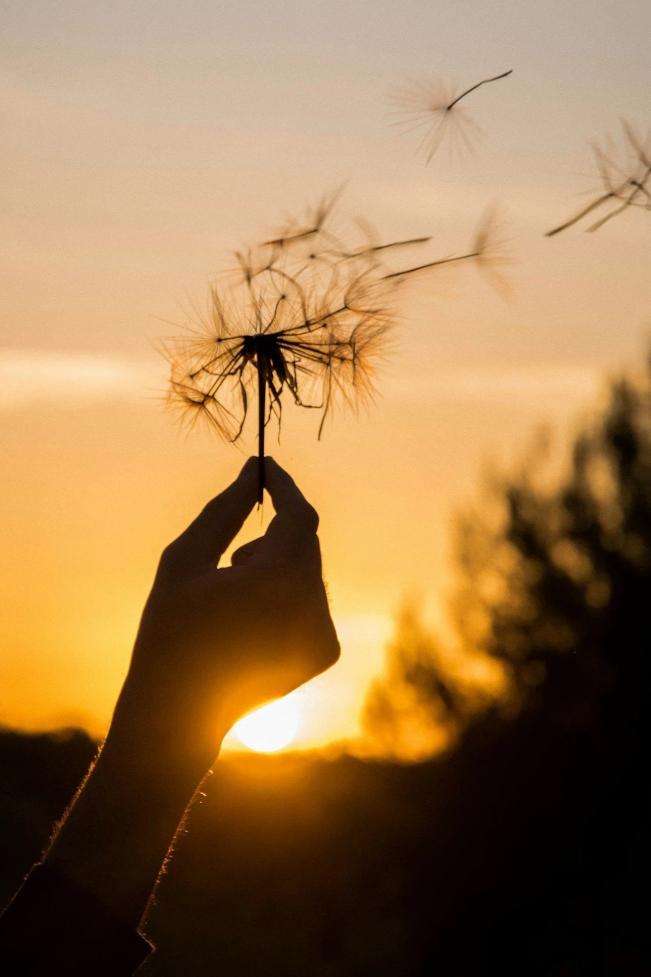 A person's hand holding a dandelion seed head during sunset, with some seeds floating in the air amidst a warm, orange sky.