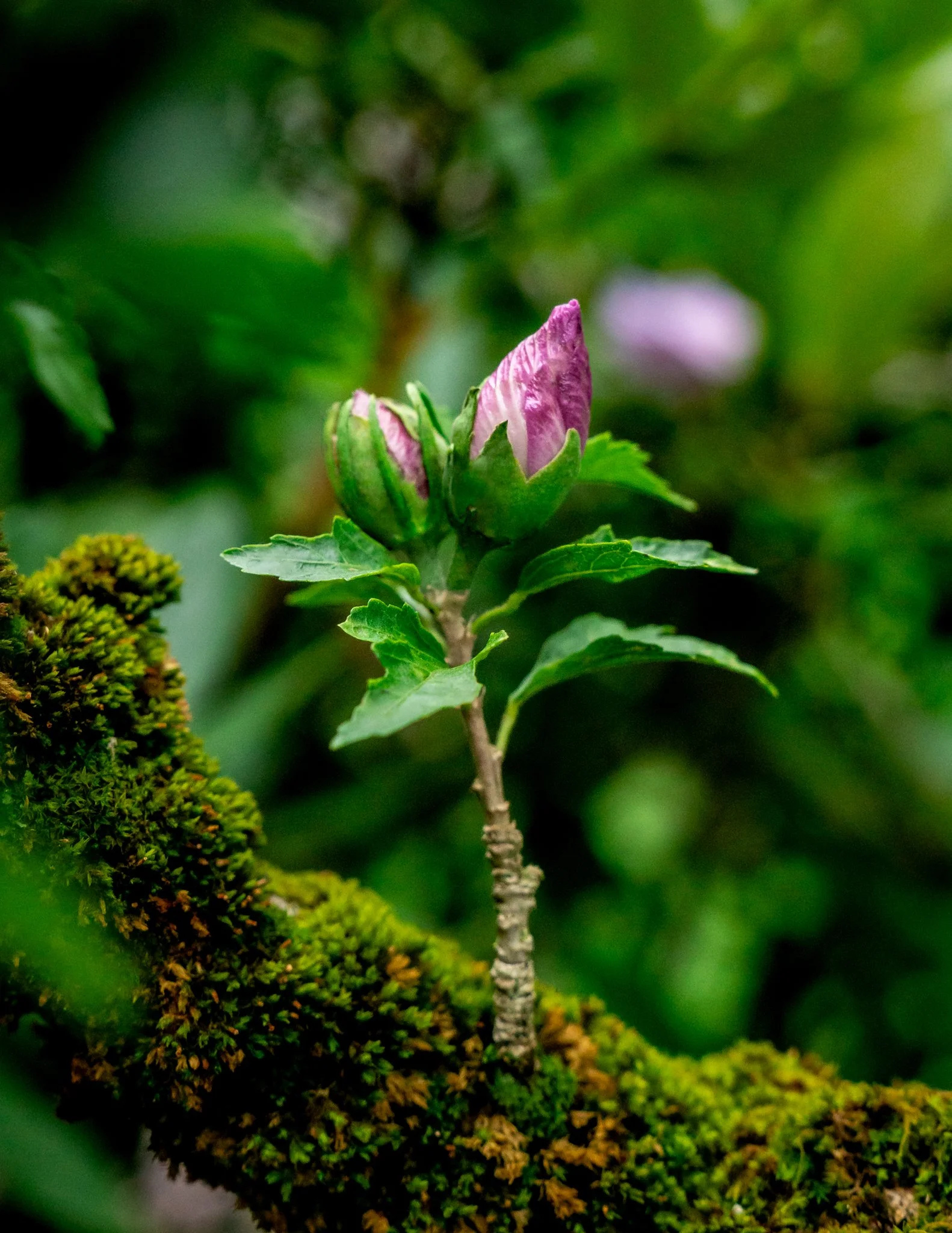 Bees and Flowers_08-Edit.jpg