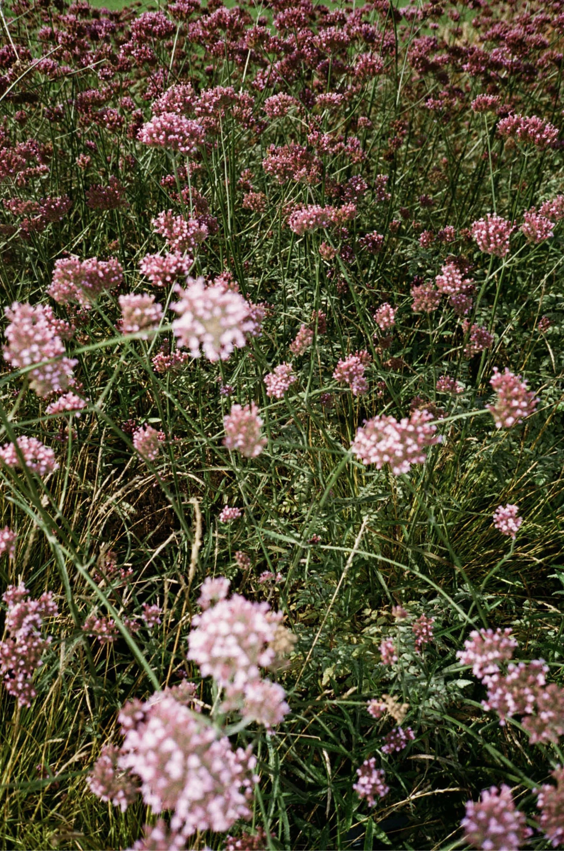 GRW Image 01 Photography10.jpg